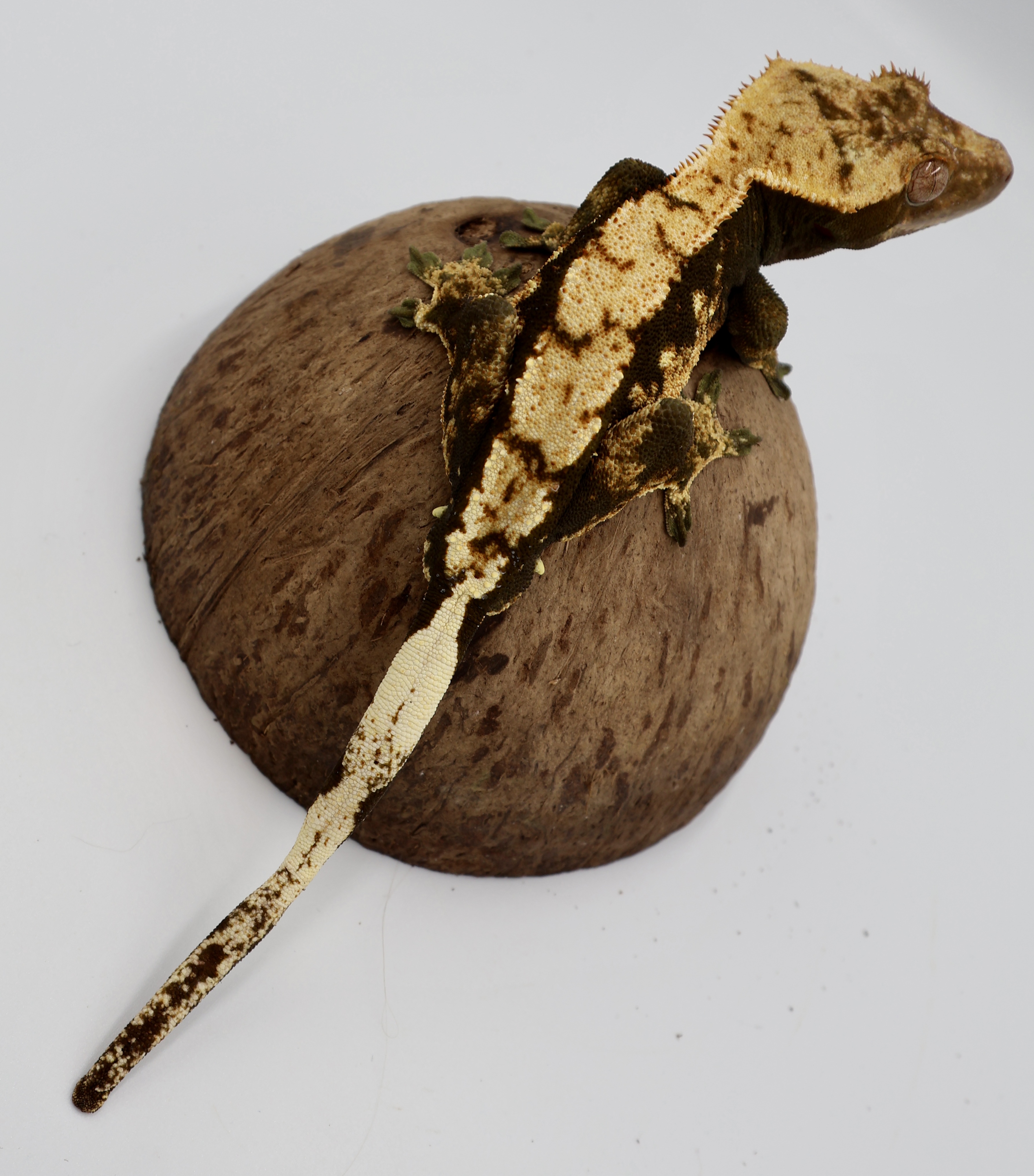 Oregano — Crested gecko