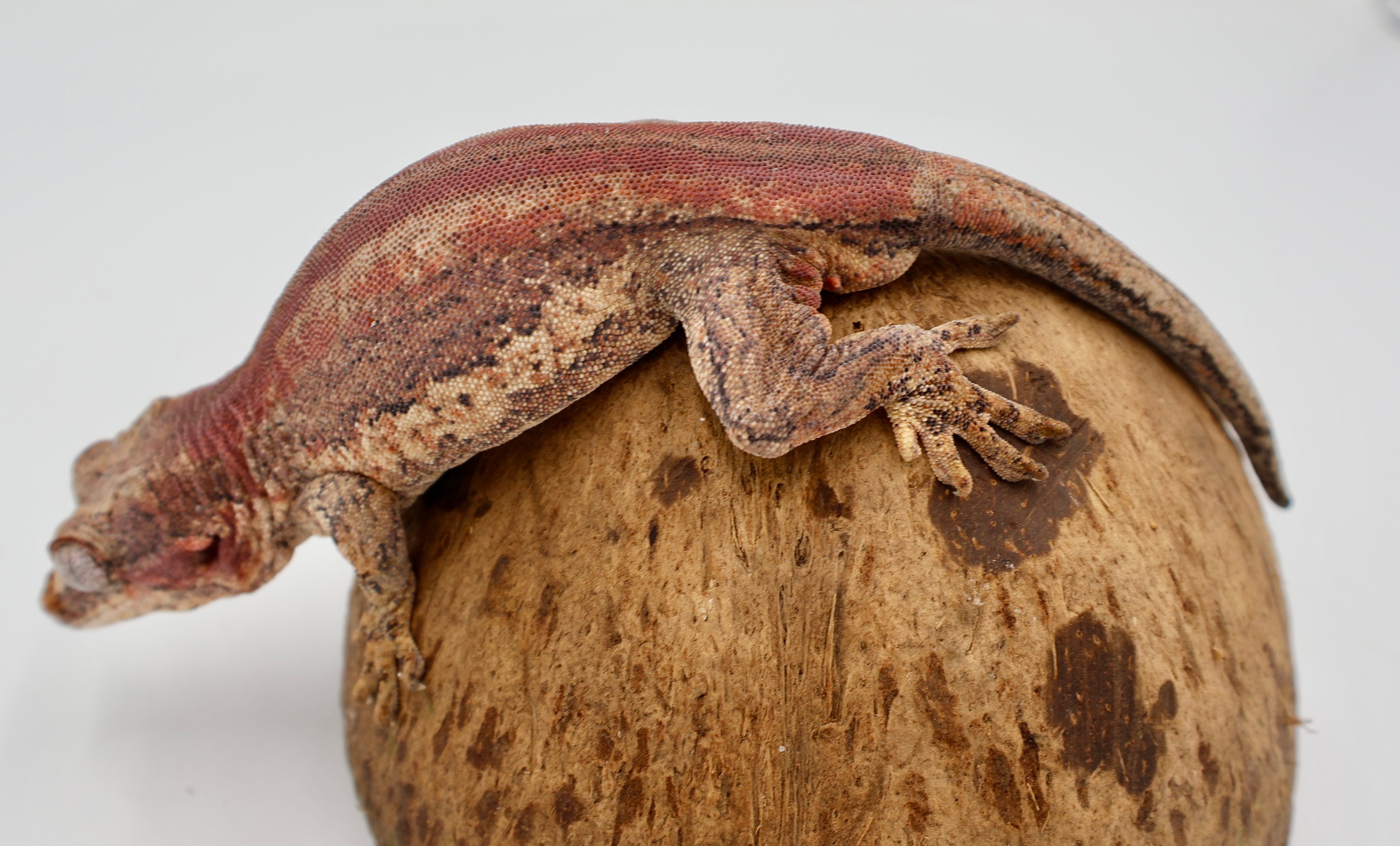Pink Base Red Stripe — Gargoyle gecko