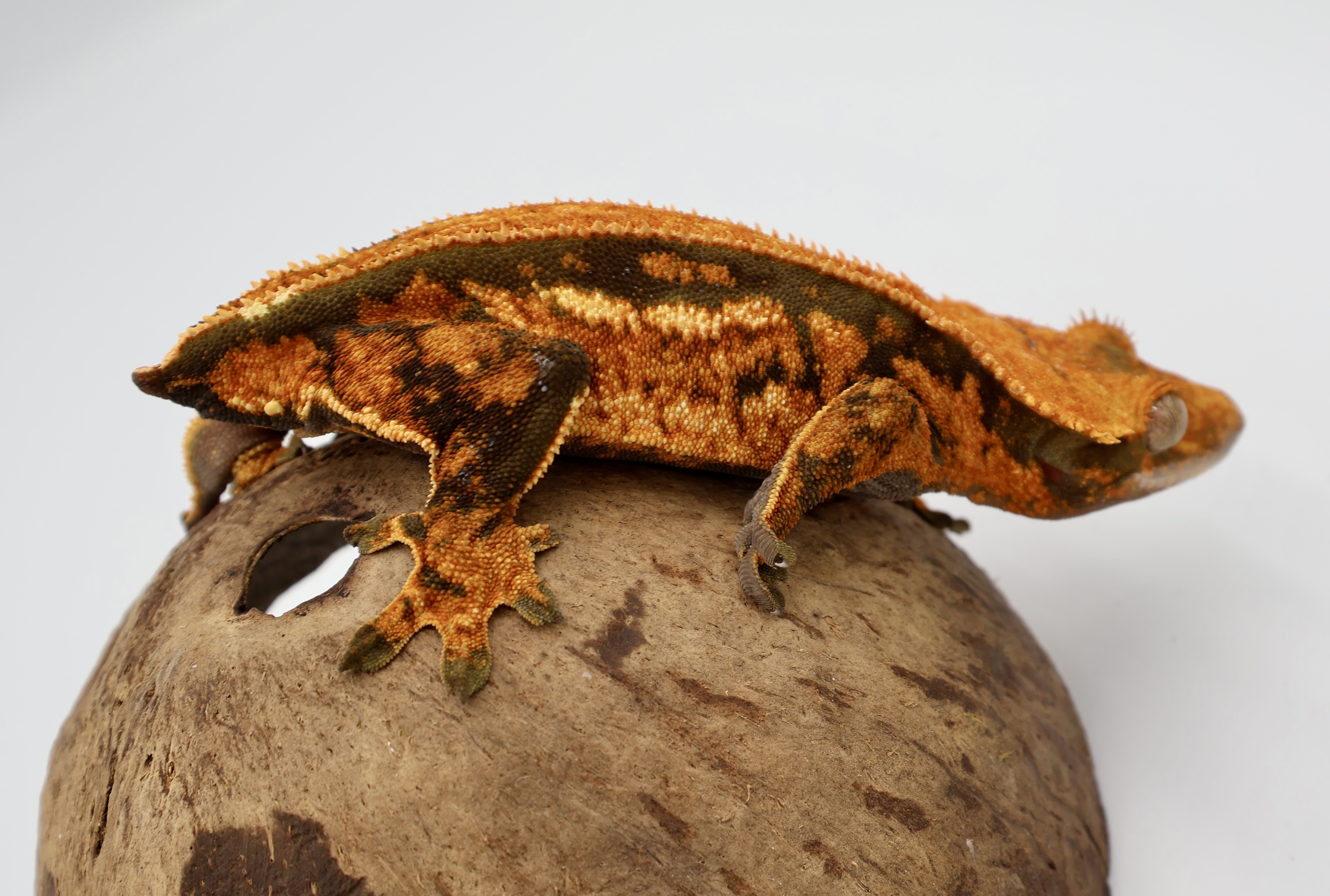 Rotten Mango — Crested gecko