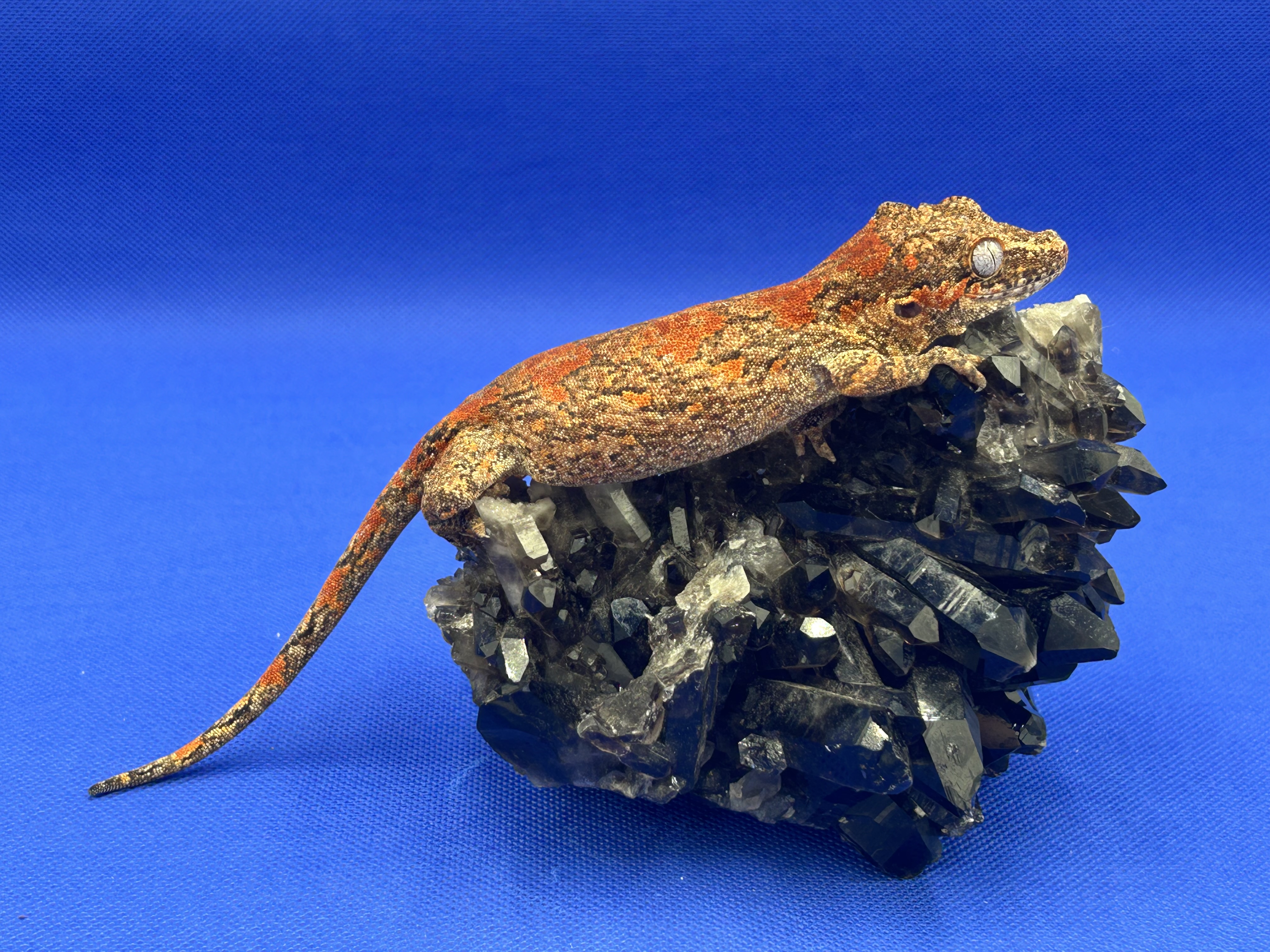 Blotchy — Gargoyle gecko