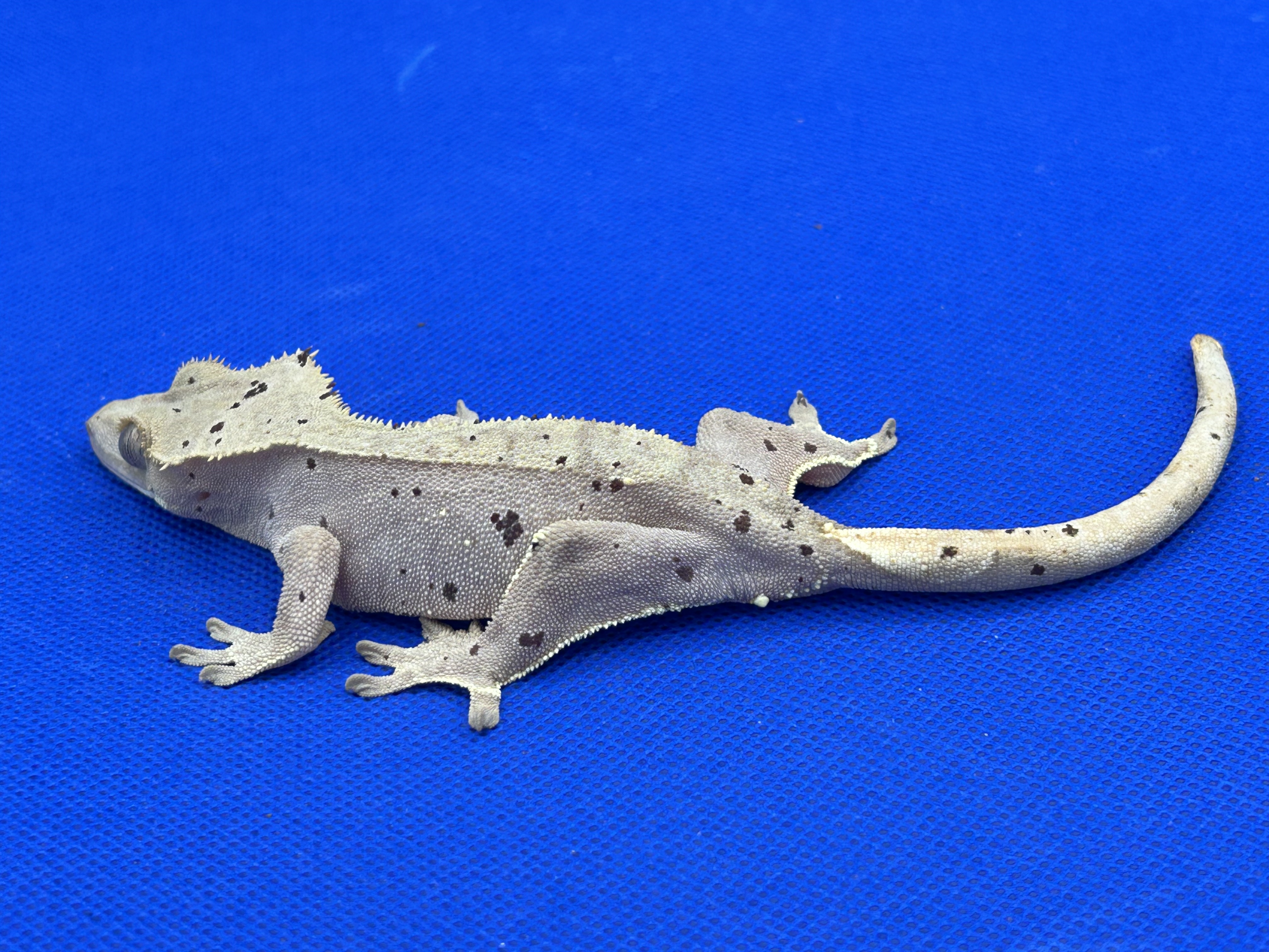 Strawberry Shortcake — Crested gecko