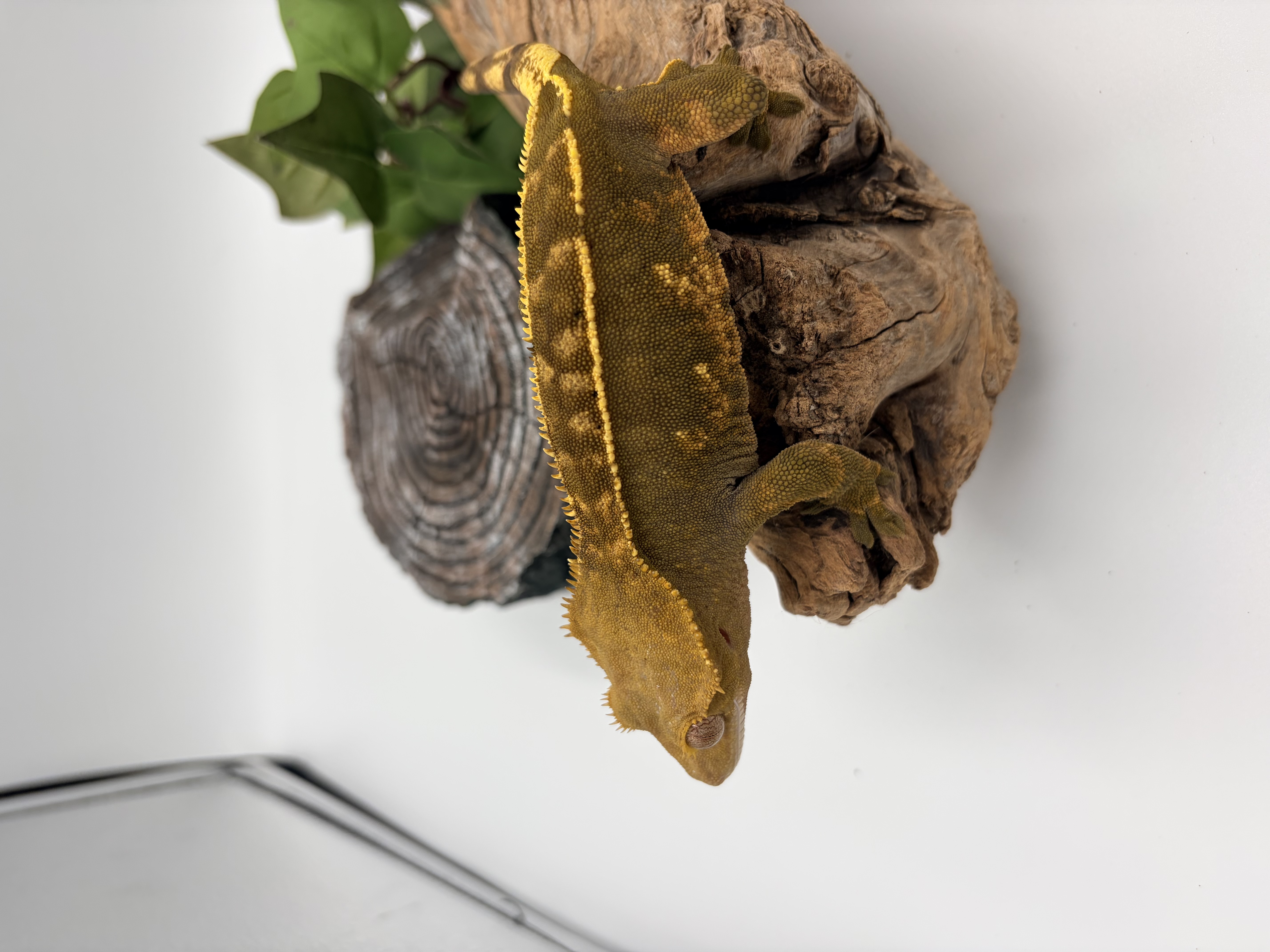 Notacapp — Crested gecko