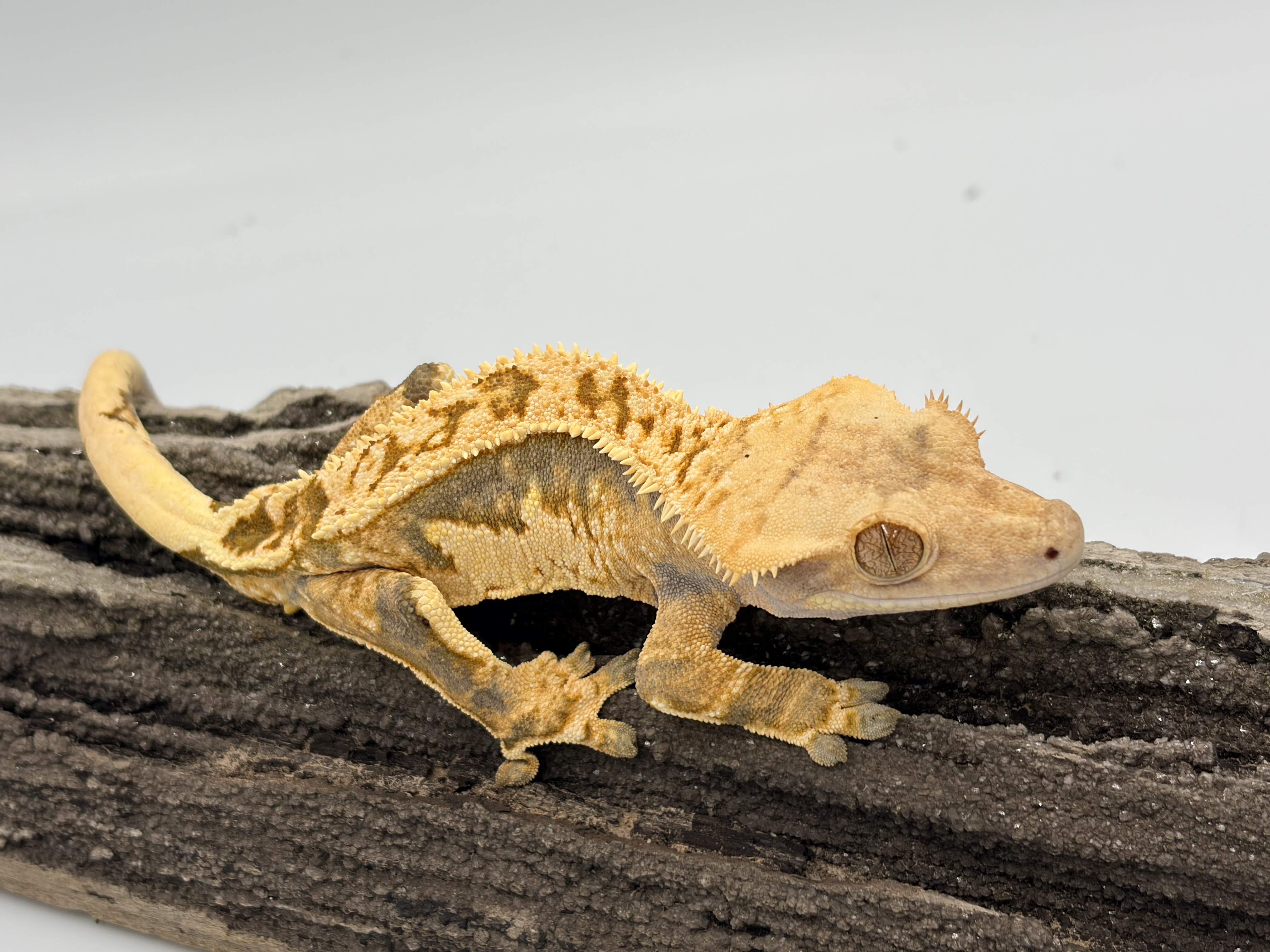 Slim Shady — Crested gecko