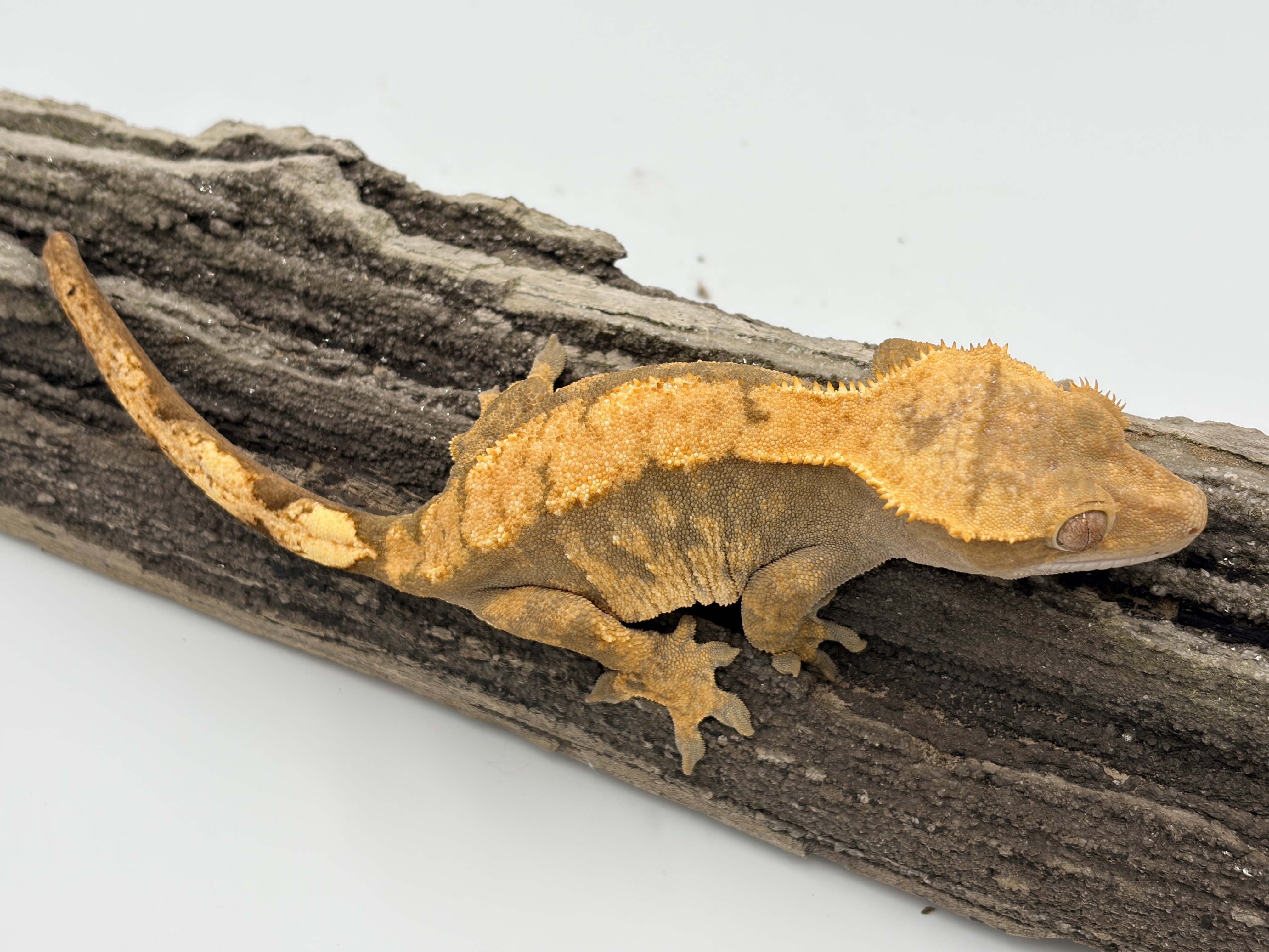Tigress — Crested gecko