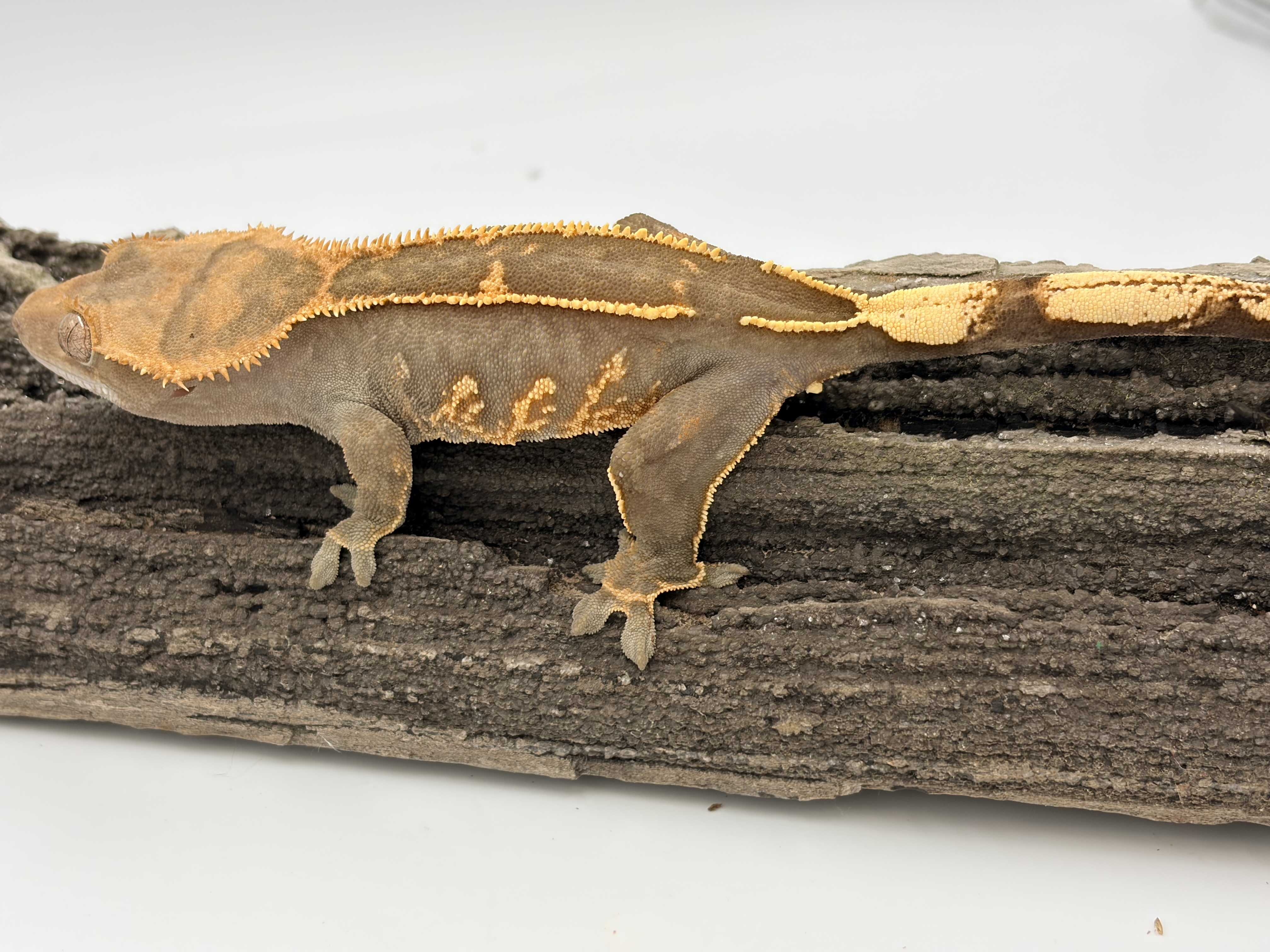 Vogue — Crested gecko