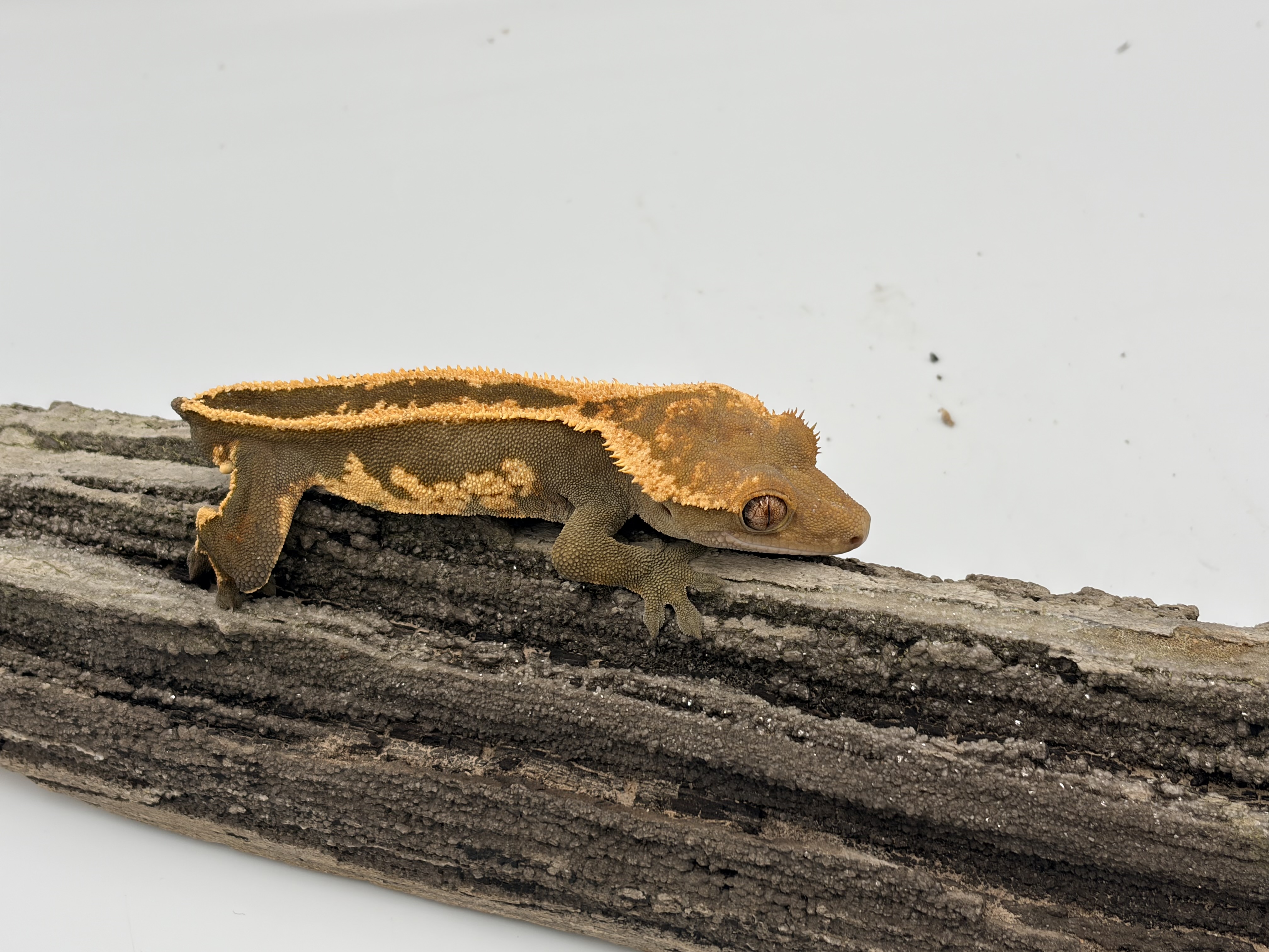 Rocko — Crested gecko