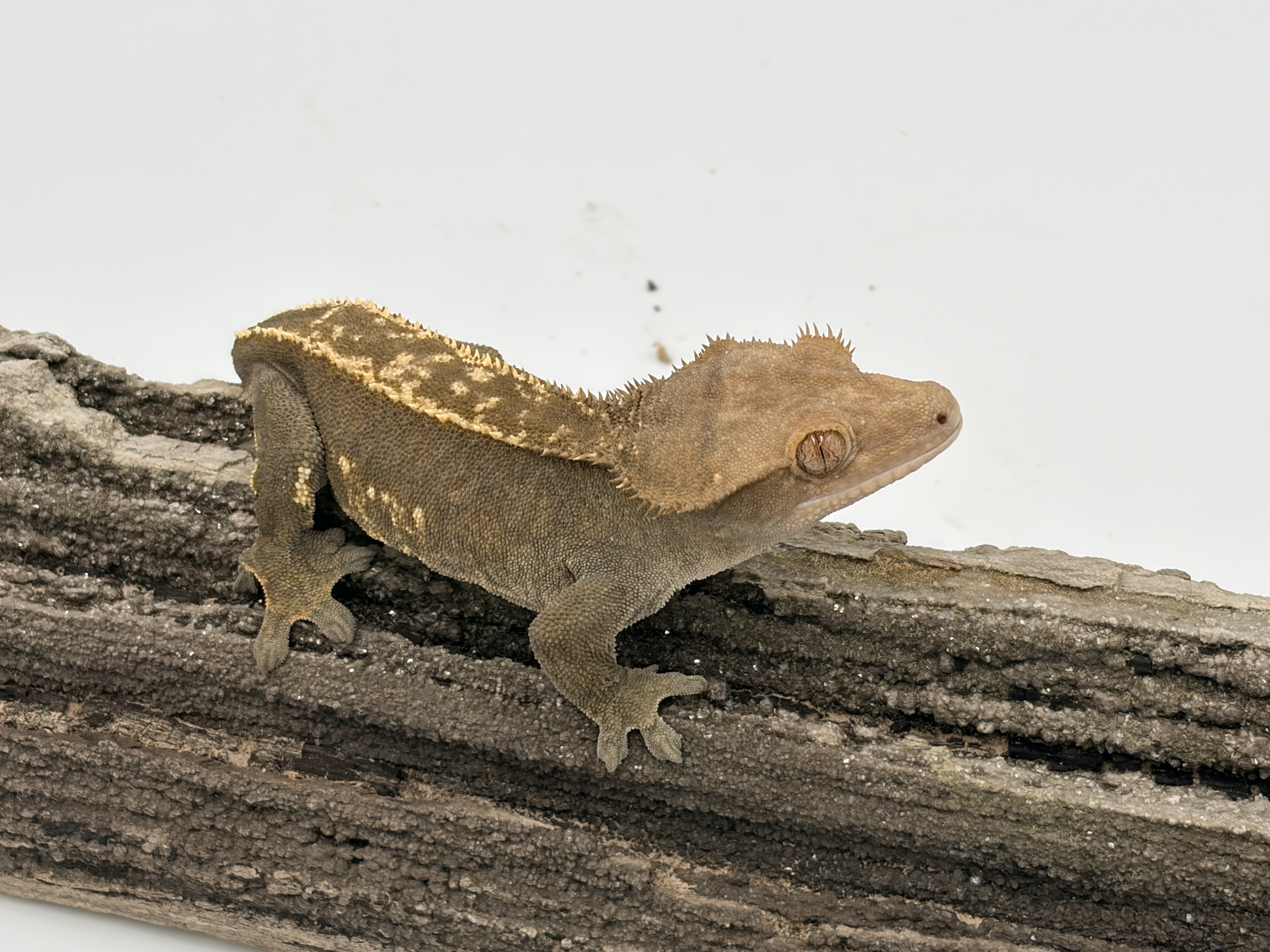 Olive — Crested gecko