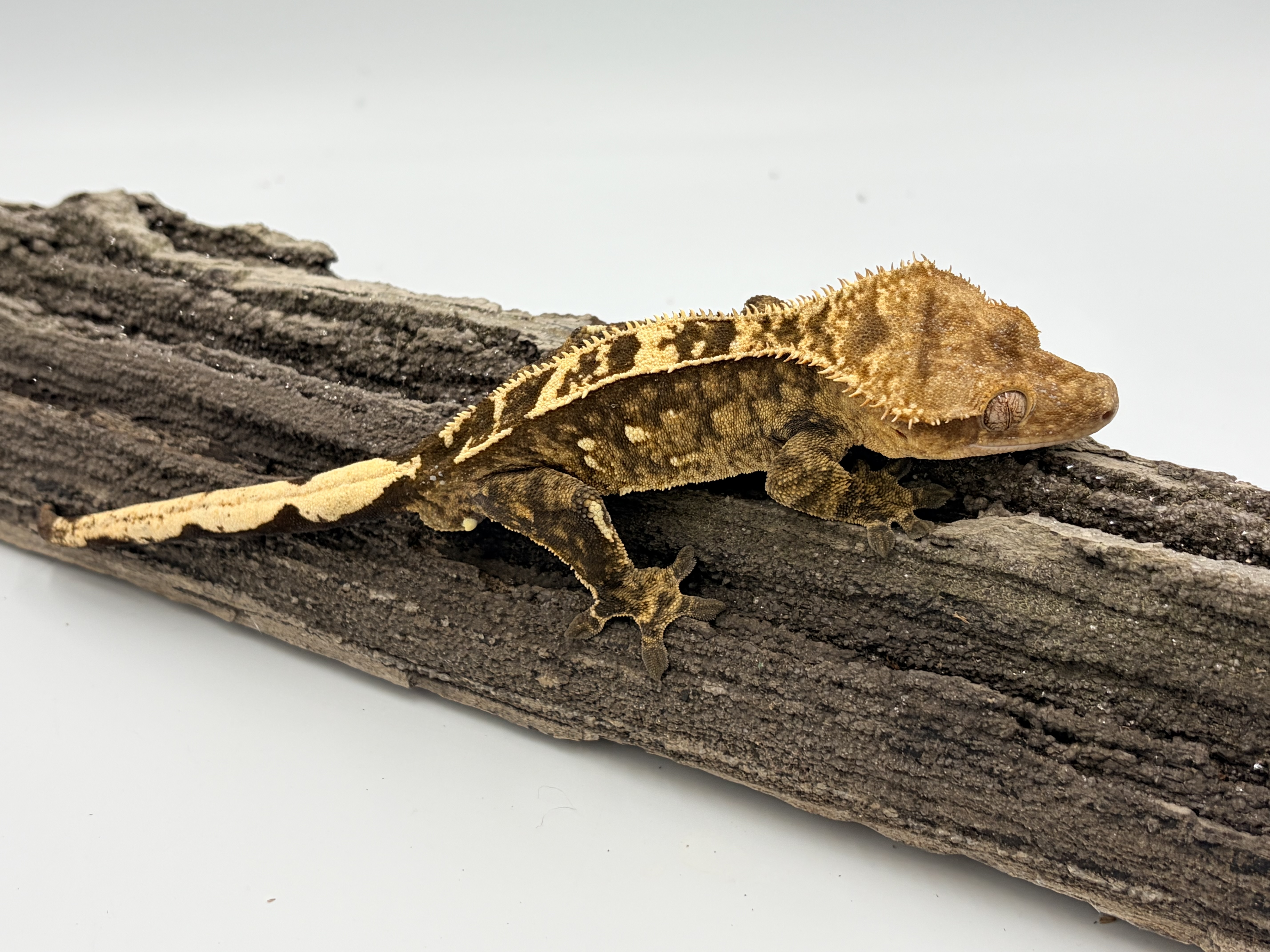 Hoptimus Prime — Crested gecko