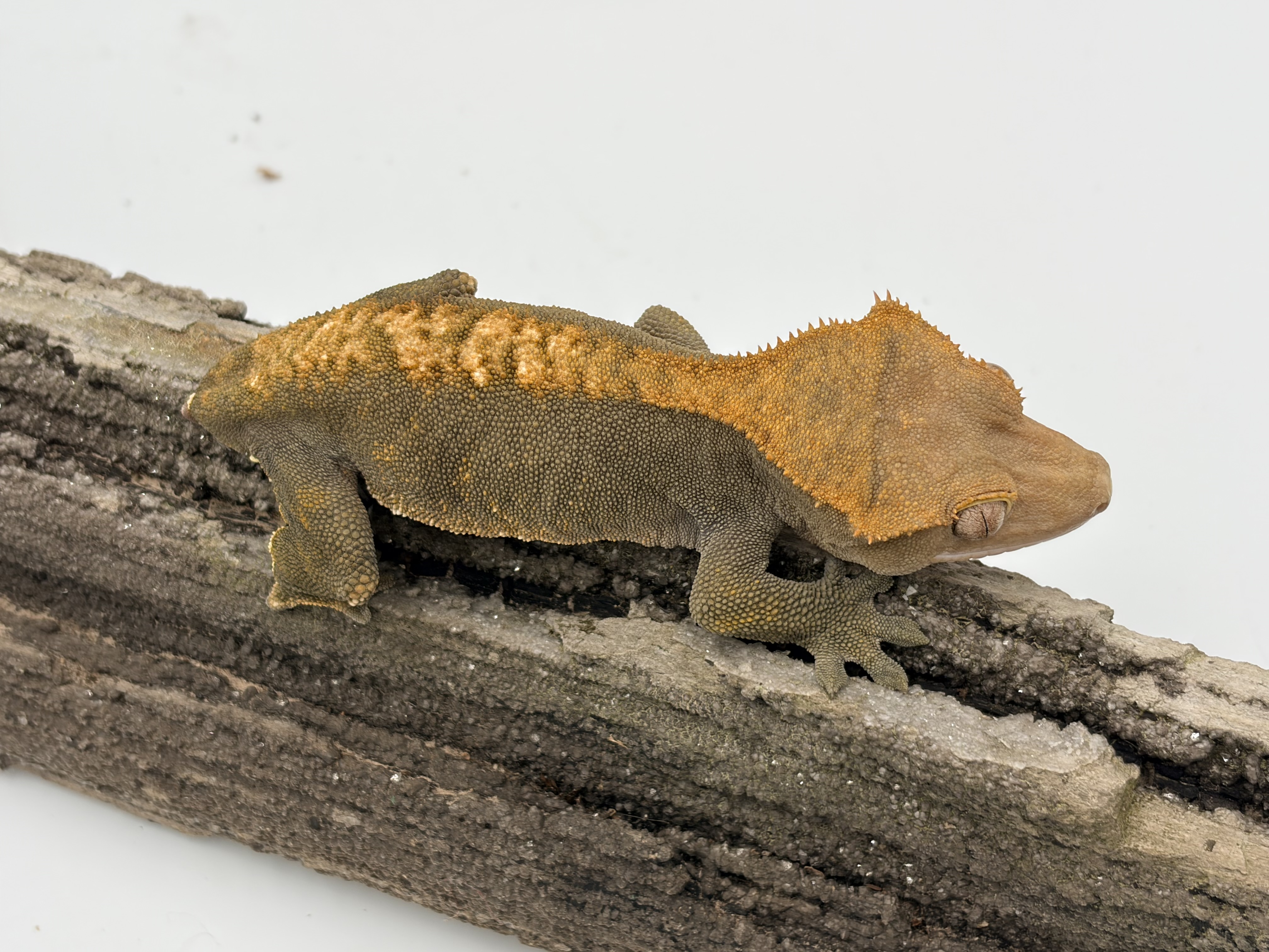 Black Susu — Crested gecko