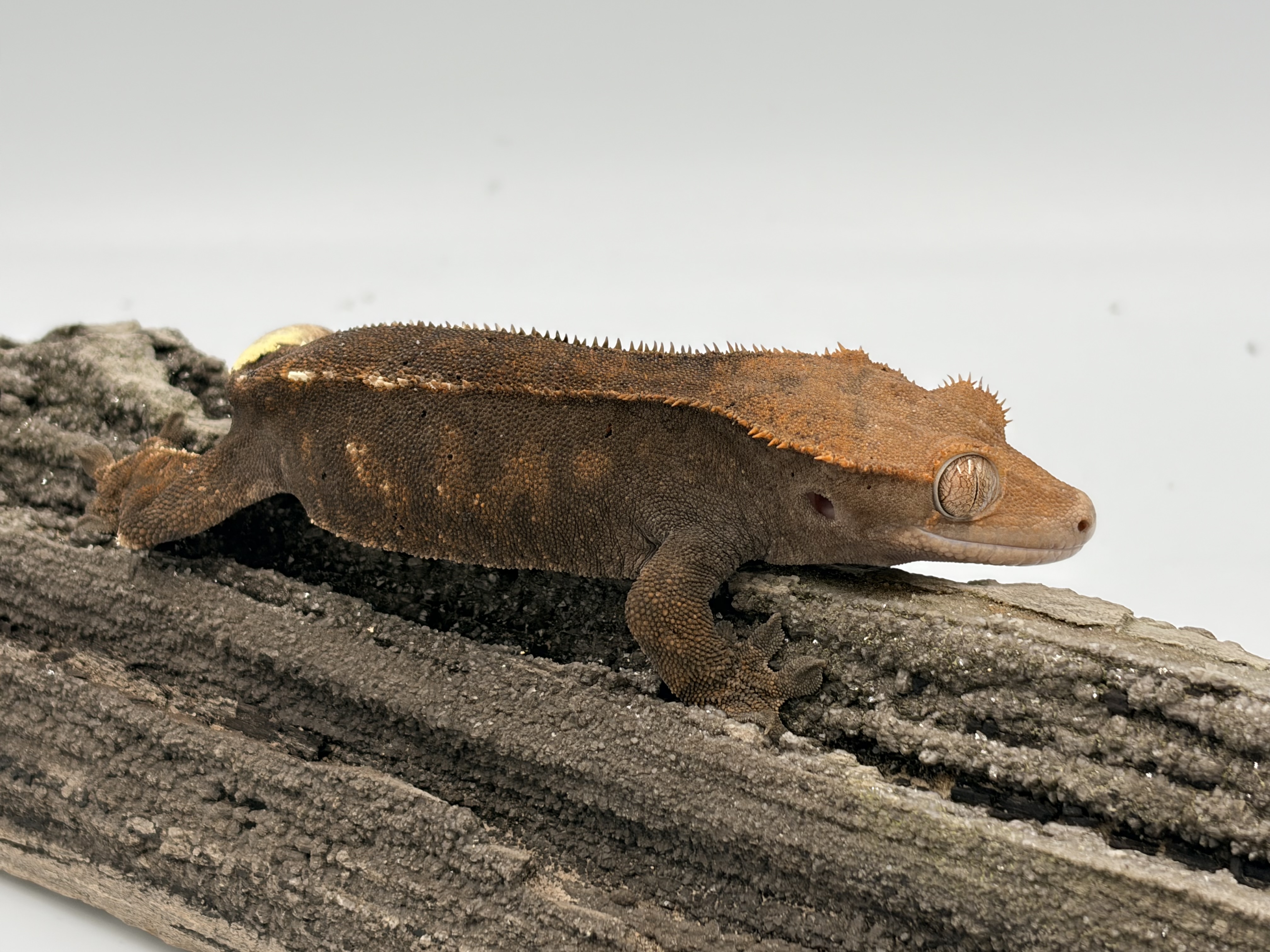 Mocha Latte — Crested gecko
