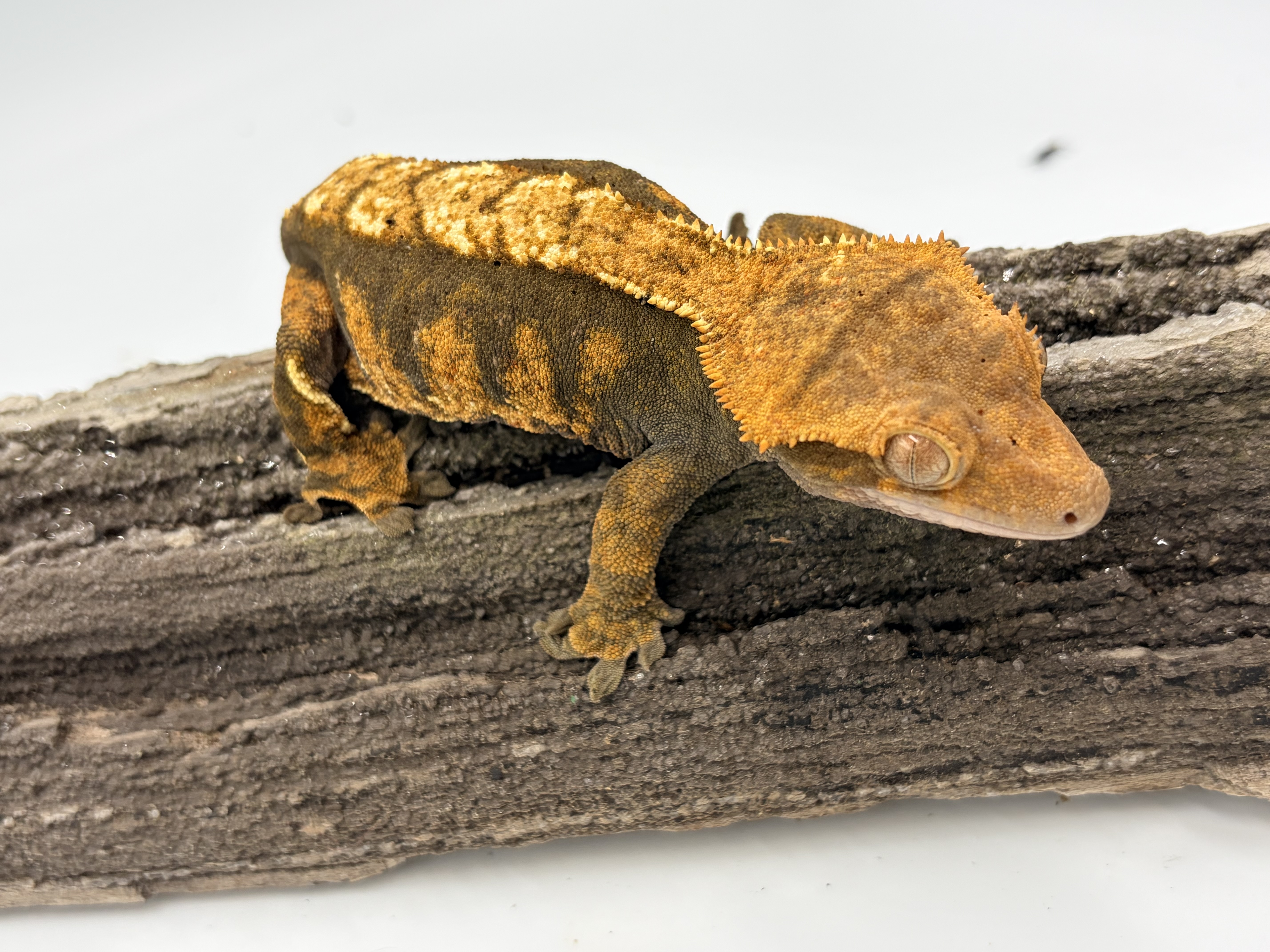 The Toad — Crested gecko