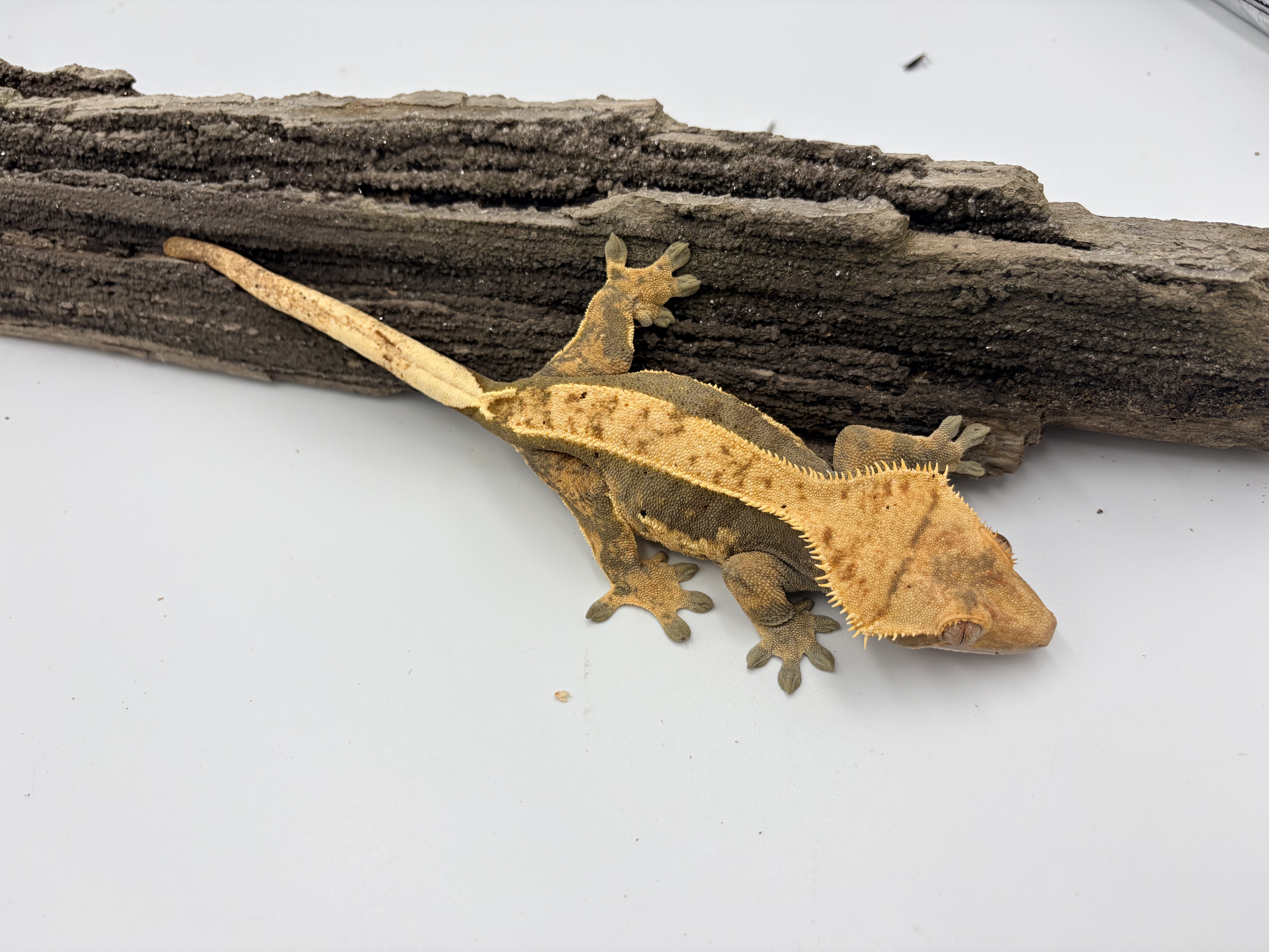HM2 — Crested gecko