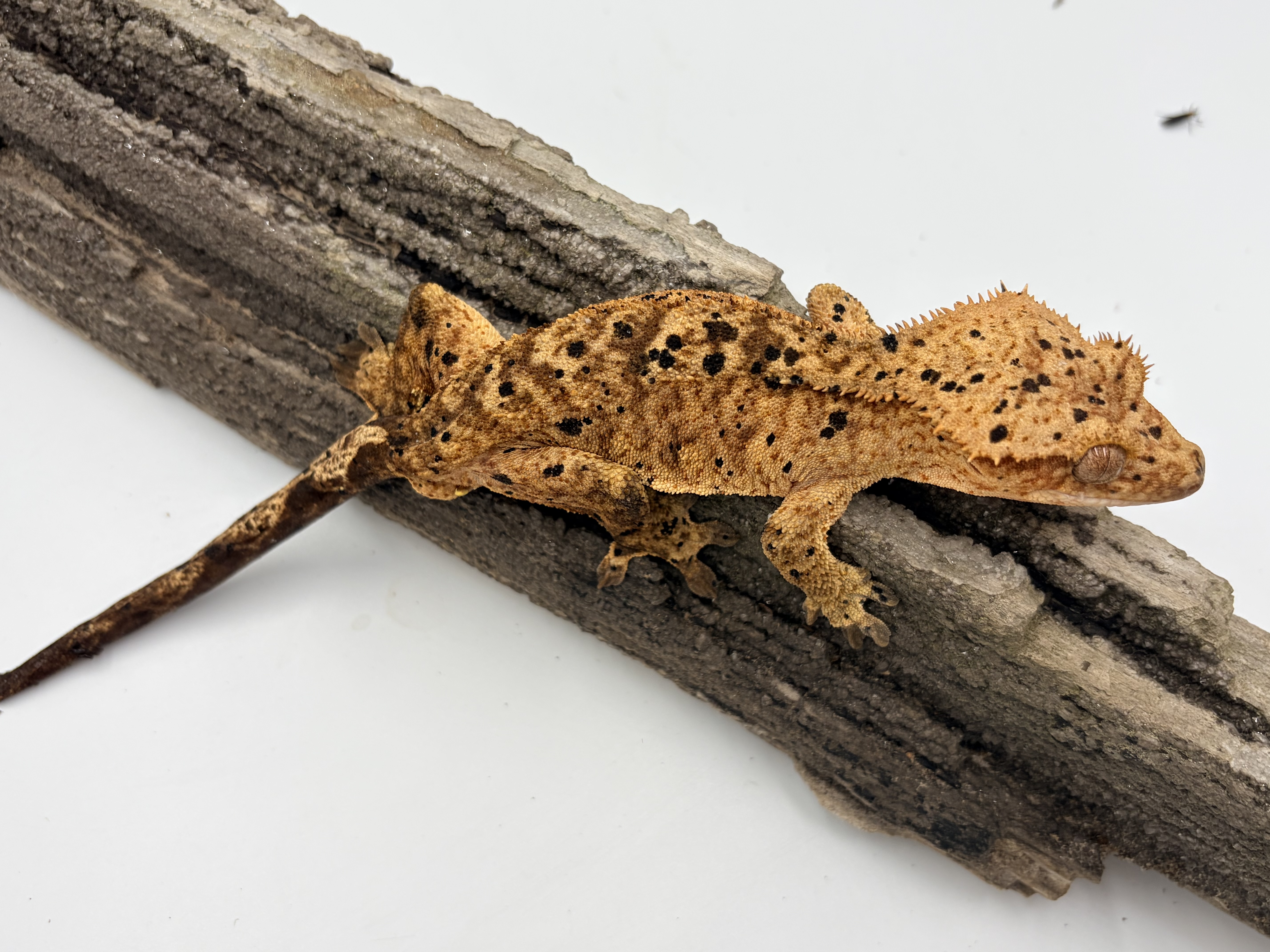Spicy — Crested gecko