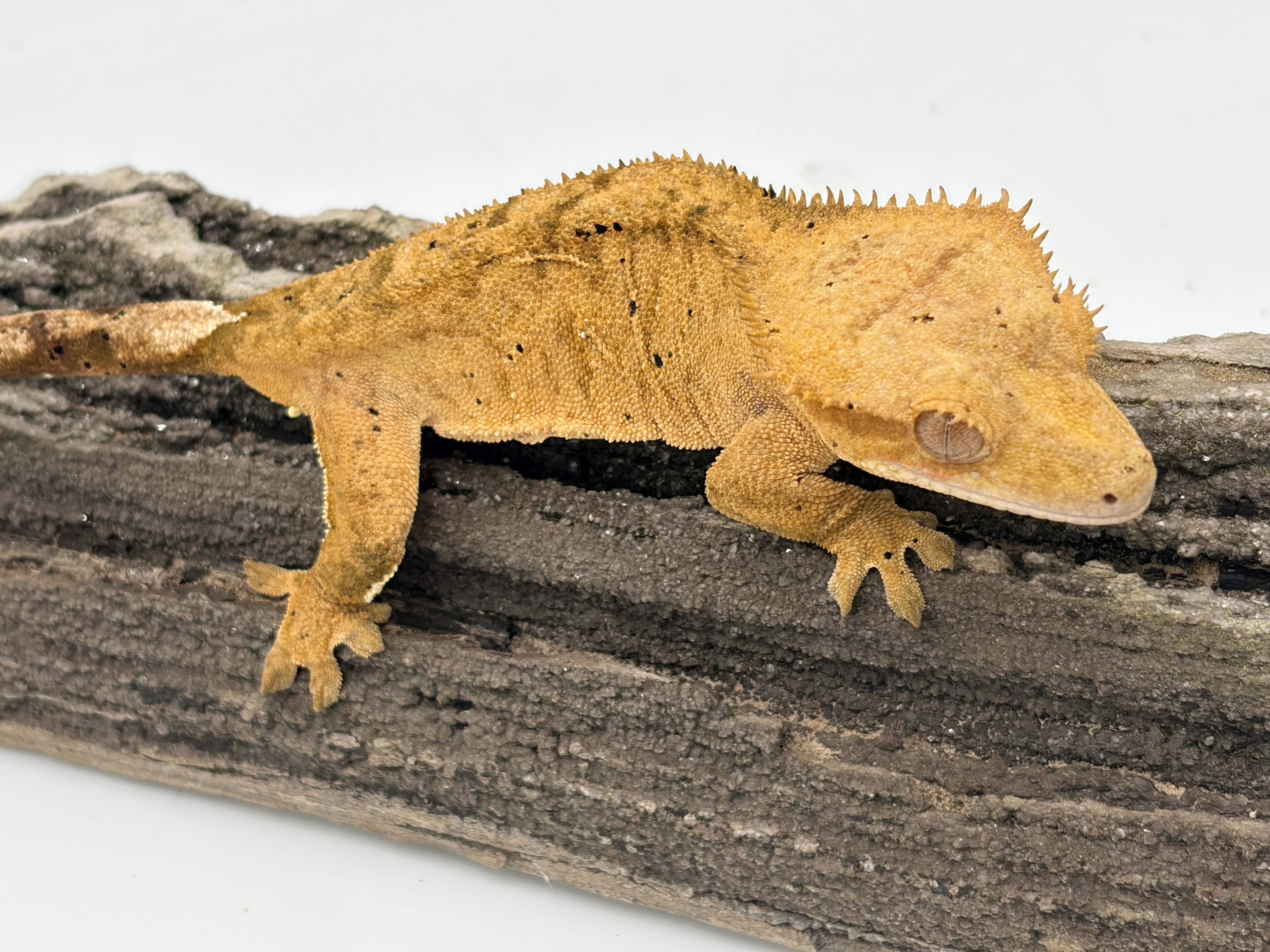 Bean Dip — Crested gecko