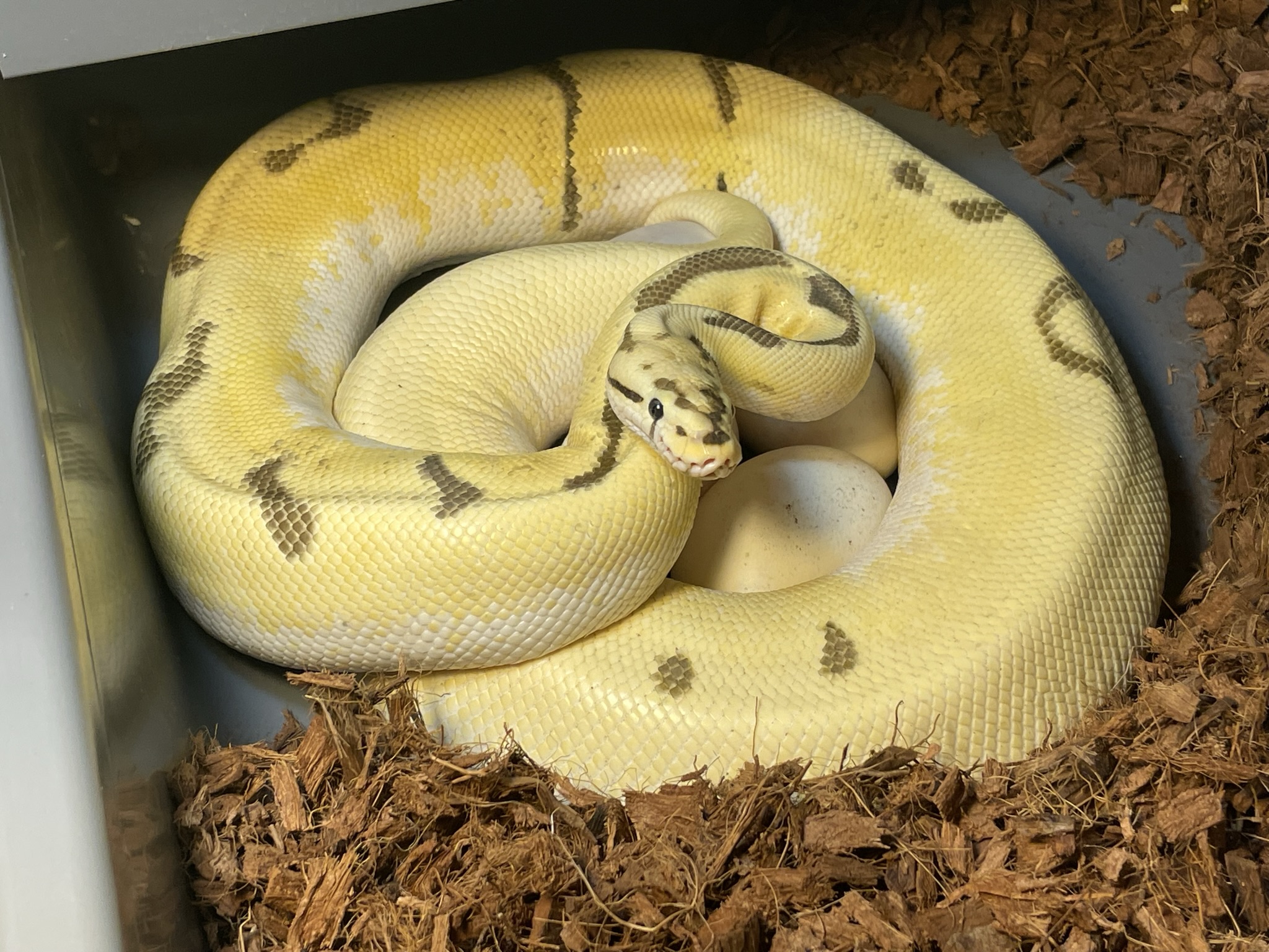 Ball Python Clutch: 23-PEODAhh-SODEFShh-01 by Snake Daddy Exotics ...