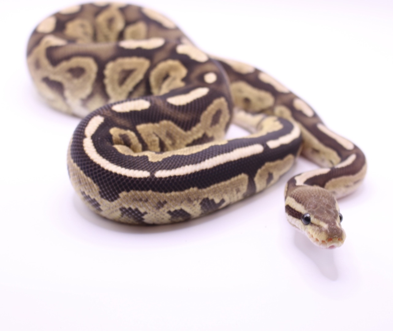 Cinnamon Fire Het Paint ball python for sale – Male