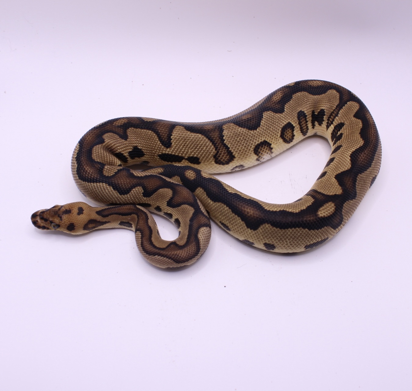 Red Stripe Leopard Clown Het DG ball python for sale – Male