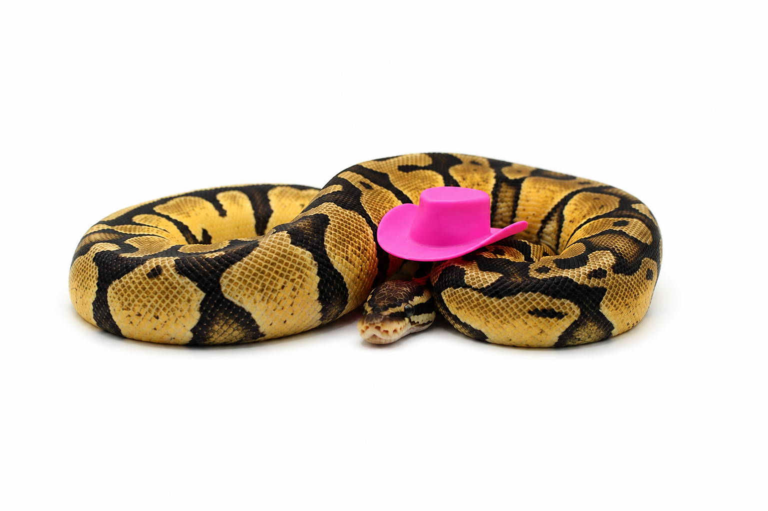 Pastel Vanilla DH Desert Ghost Sunset ball python for sale – Female