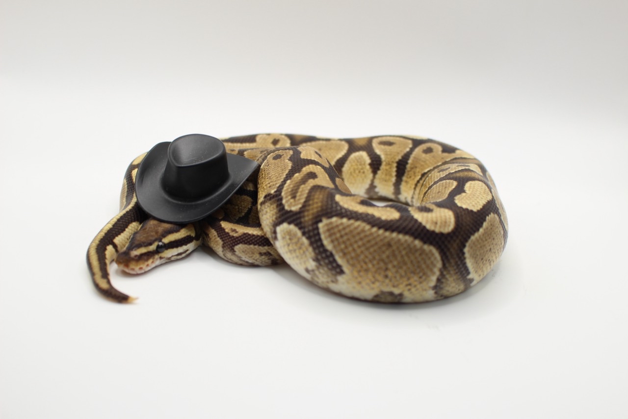 Fire Het Paint ball python for sale – Male