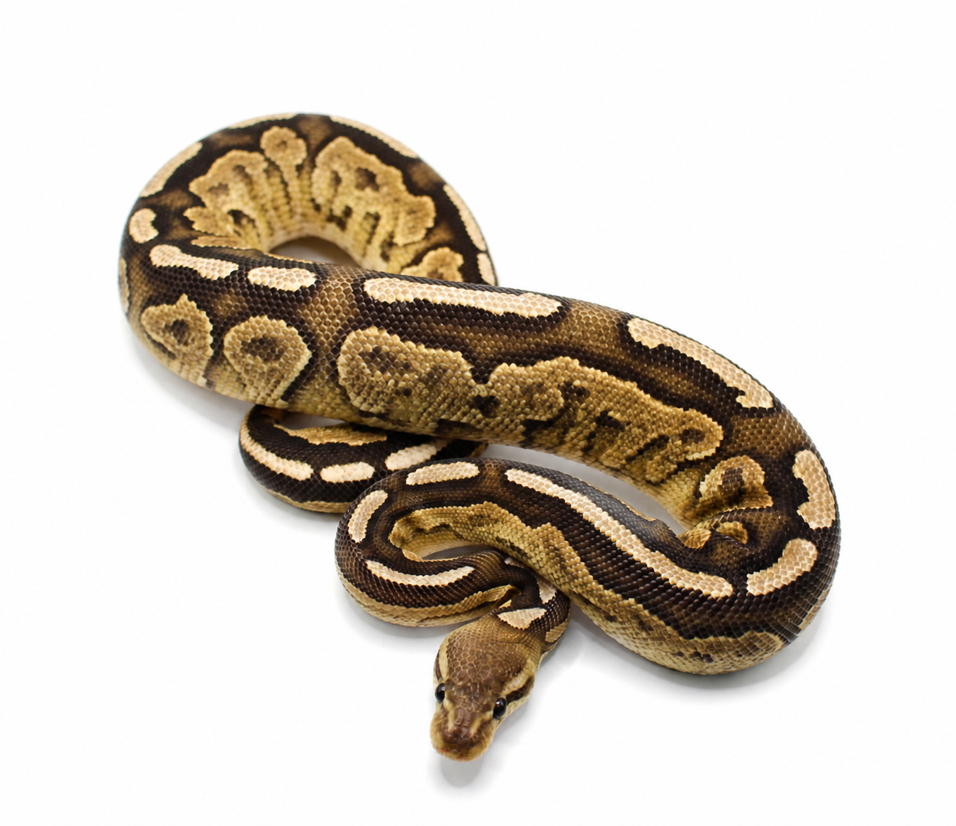 Red Stripe Cinnamon Fire Het Paint ball python for sale – Male