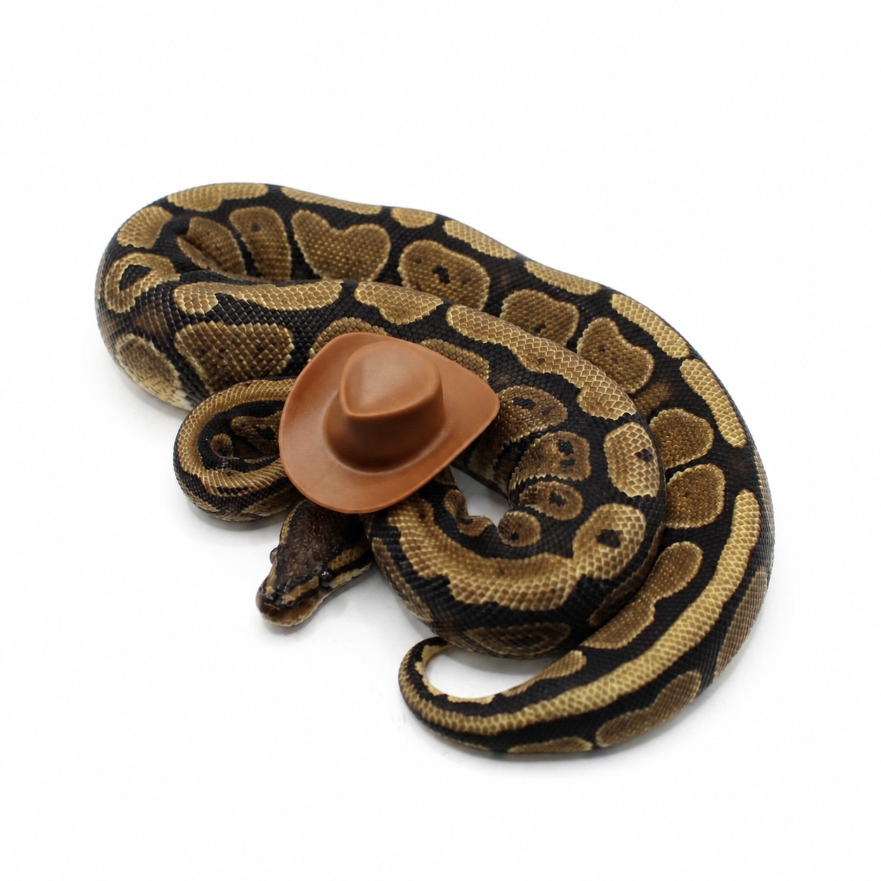 Red Stripe Het Paint ball python for sale – Male