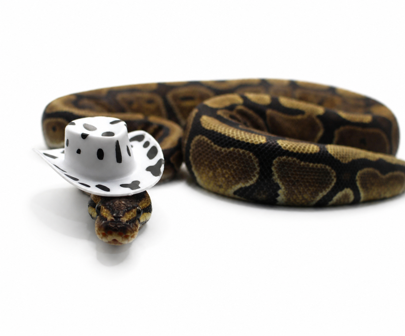 Red Stripe TH DG Hypo Clown ball python for sale – Male