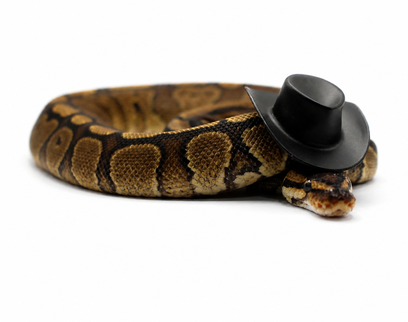 Red Stripe Yellow Belly (OD) Het Clown ball python for sale – Female