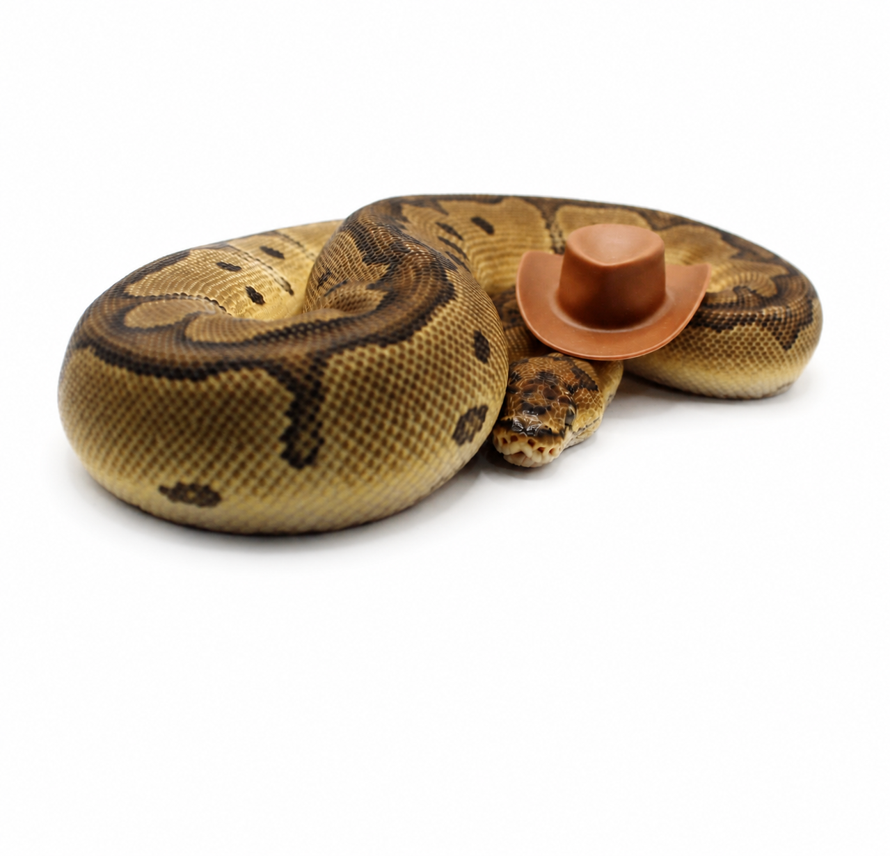 OD Red Stripe Clown Dh Desert Ghost Hypo ball python for sale – Female