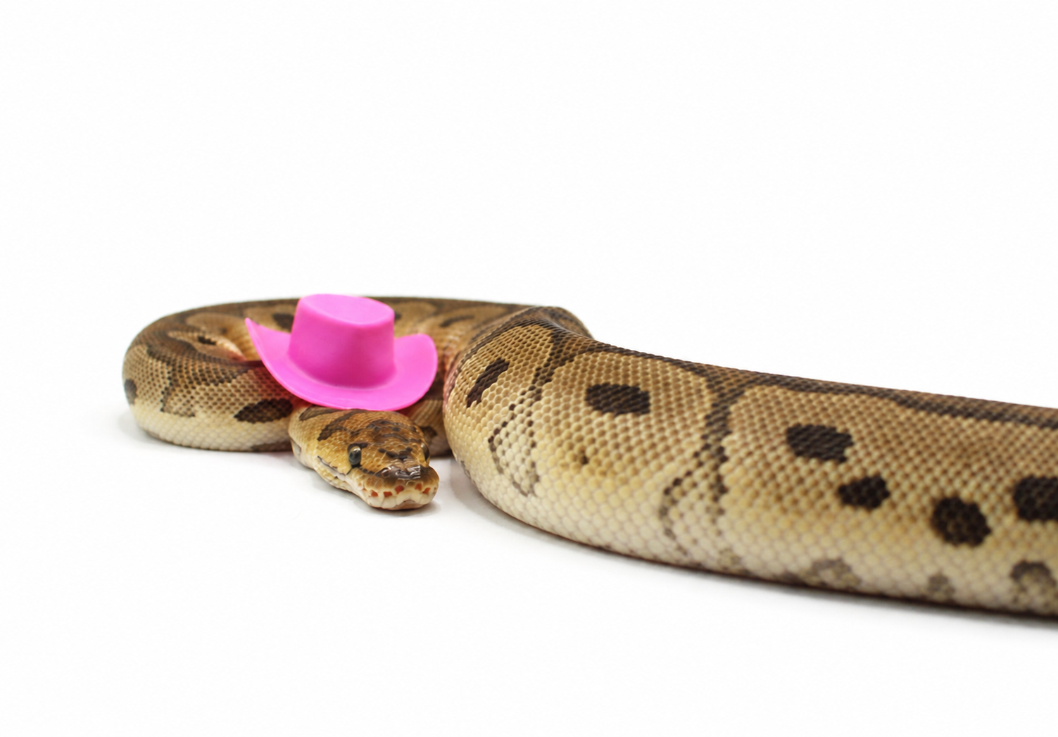 OD Red Stripe Clown Het Desert Ghost ball python for sale – Female