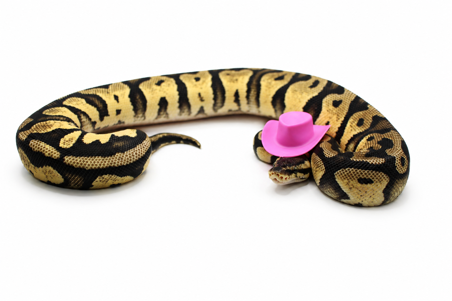 Pastel TH Pied Desert Ghost Sunset ball python for sale – Female
