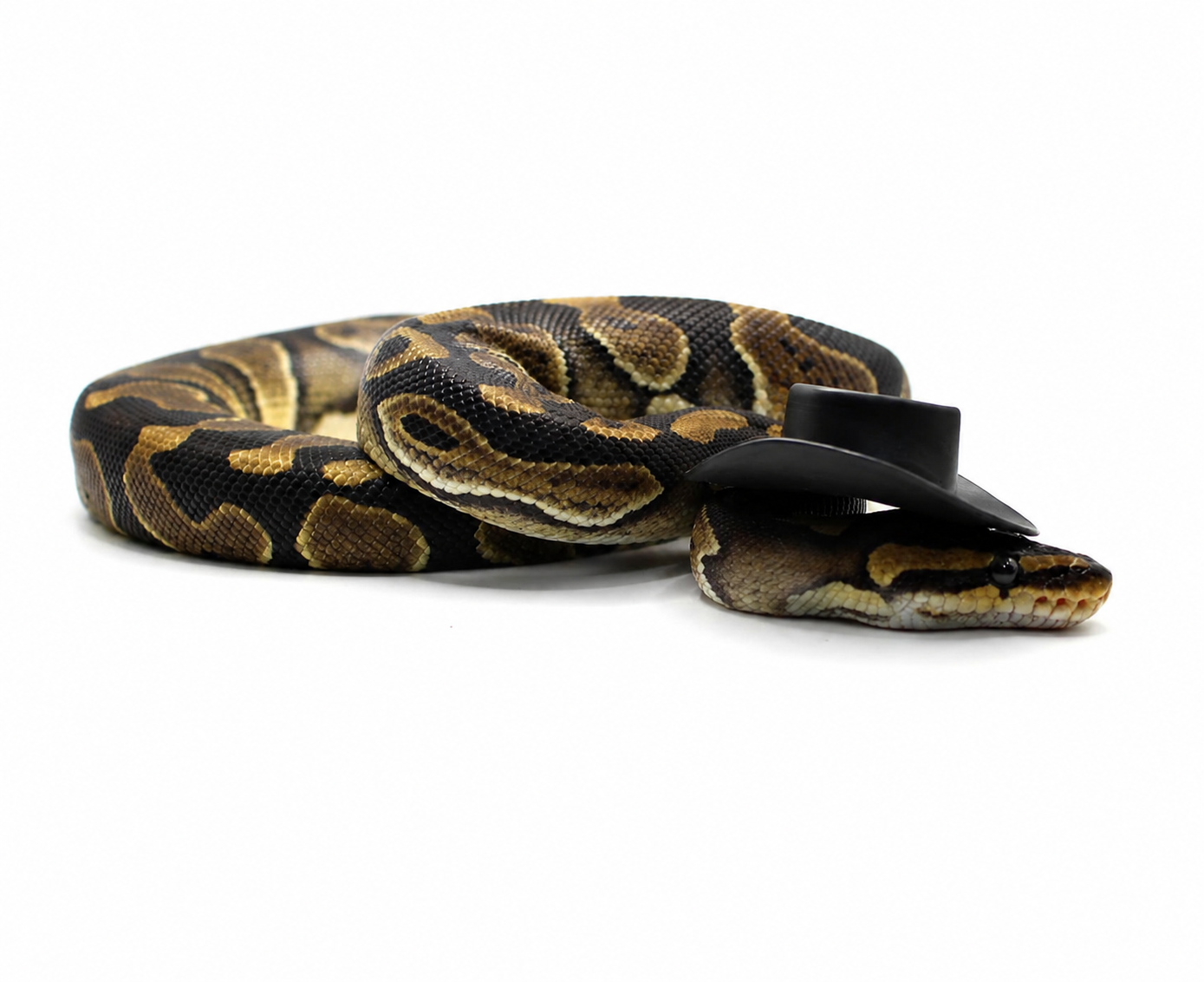 Wookie DH Desert Ghost Sunset ball python for sale – Male