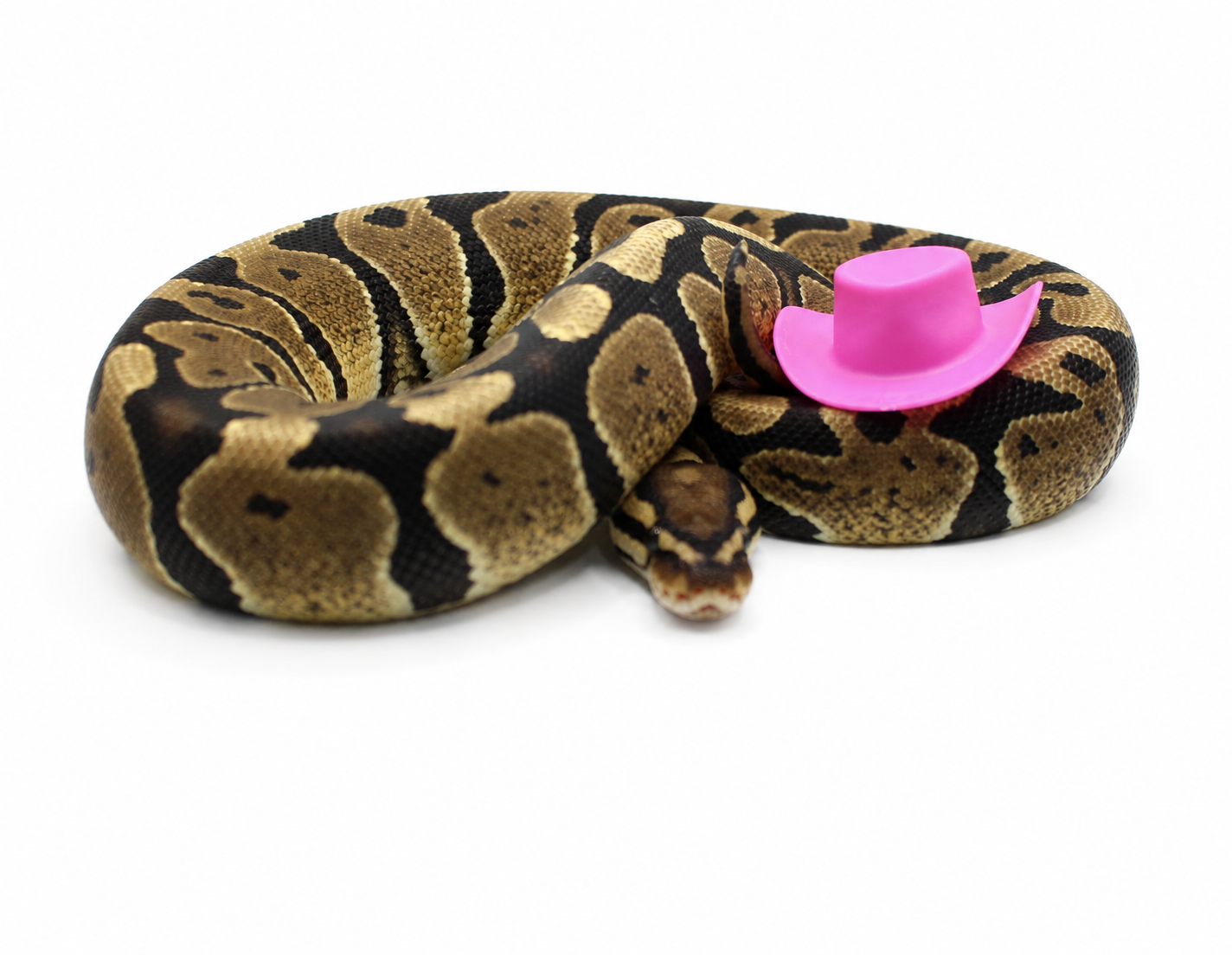 Vanilla ball python for sale – Female