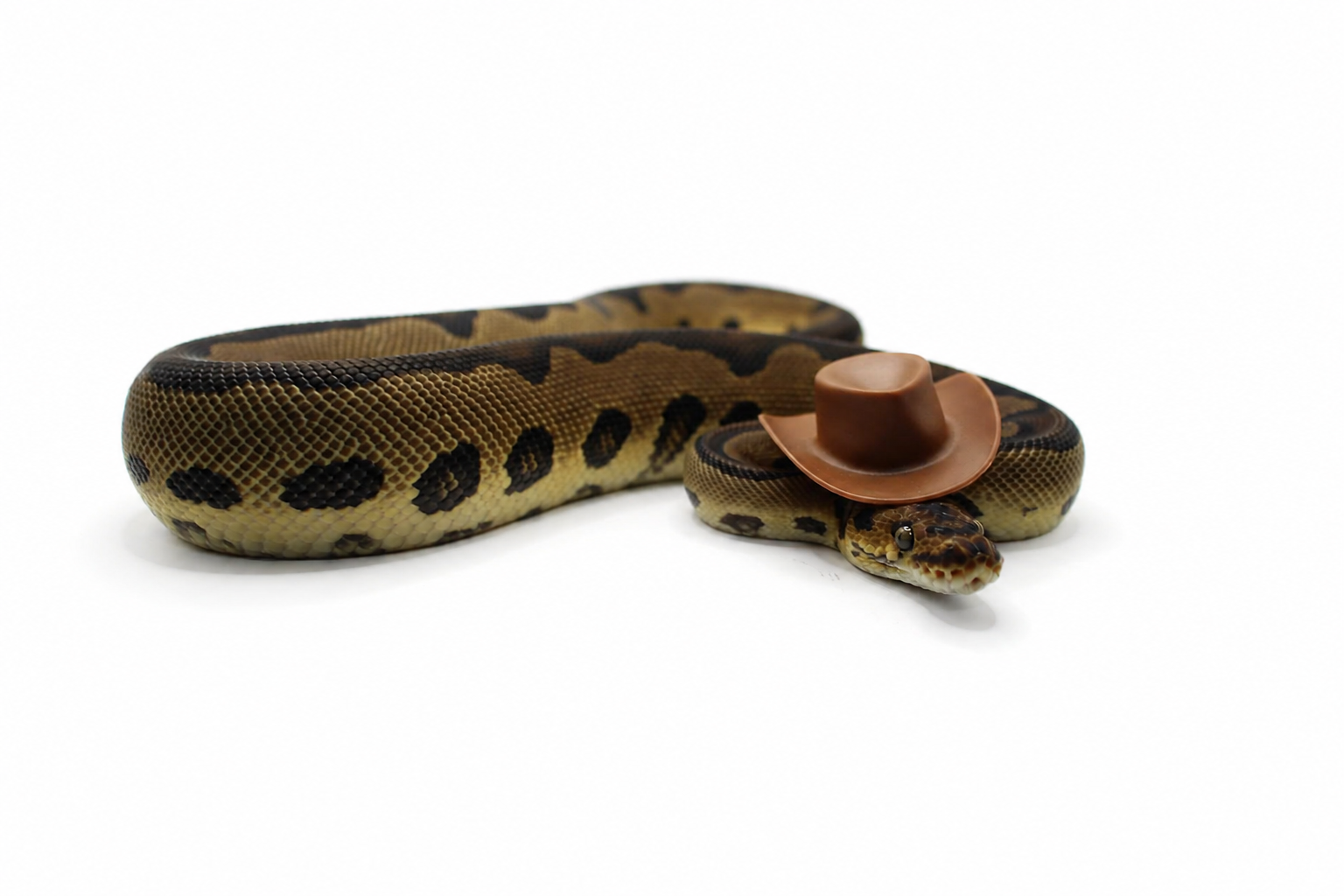 Leopard Clown (RS) Het Desert Ghost ball python for sale – Male