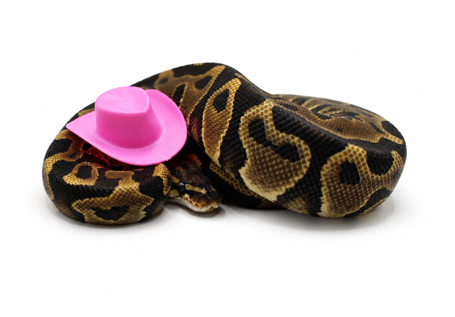 Leopard Red Stripe Het Clown 50% Het DG ball python for sale – Female