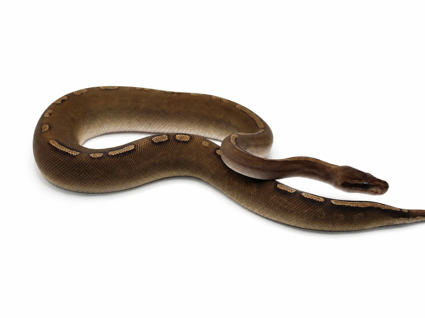 GHI Cinnamon Het Paint ball python for sale – Male