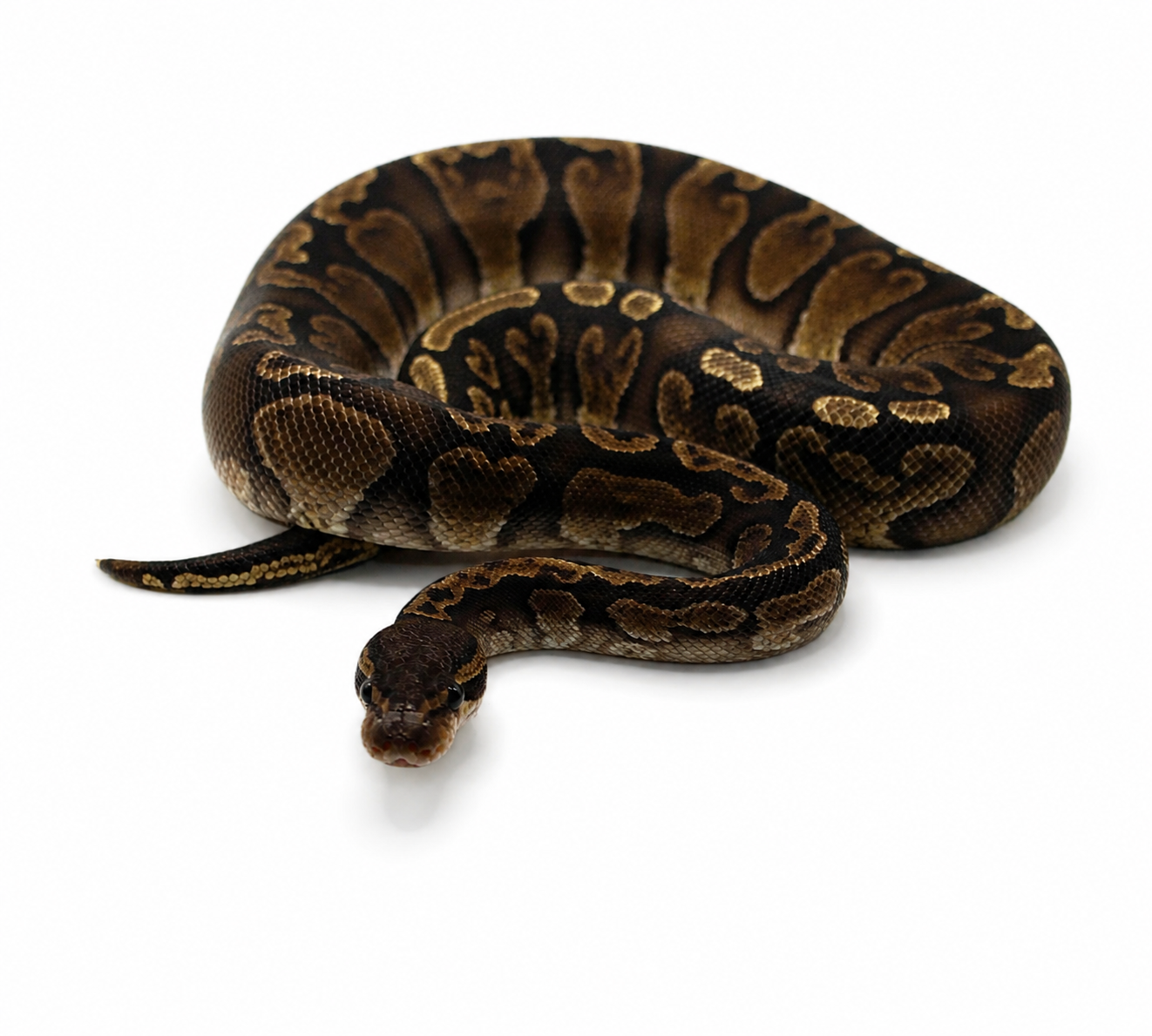 GHI Het Paint ball python for sale – Male