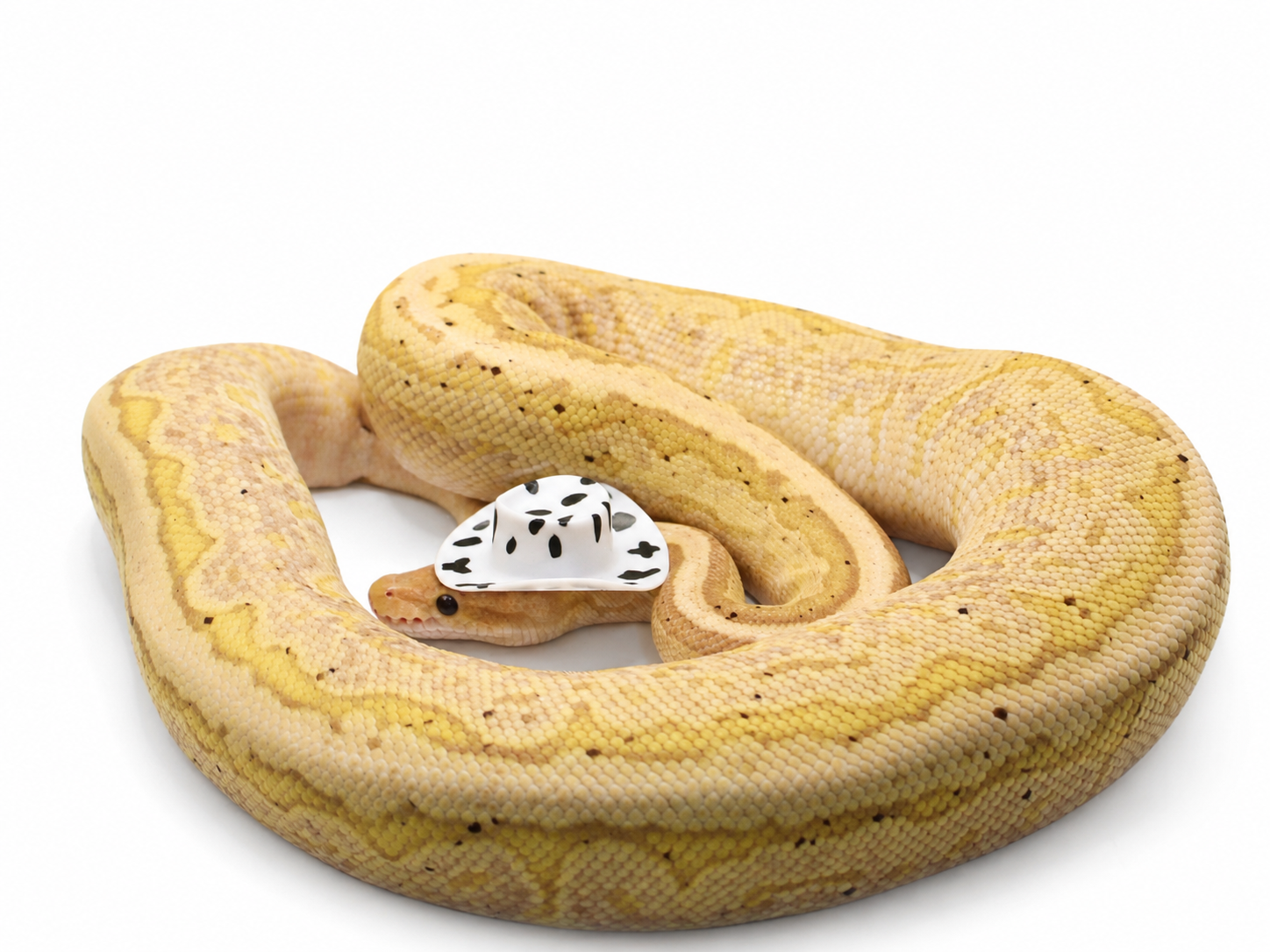 Banana Cinnamon Pinstripe ball python for sale – Male