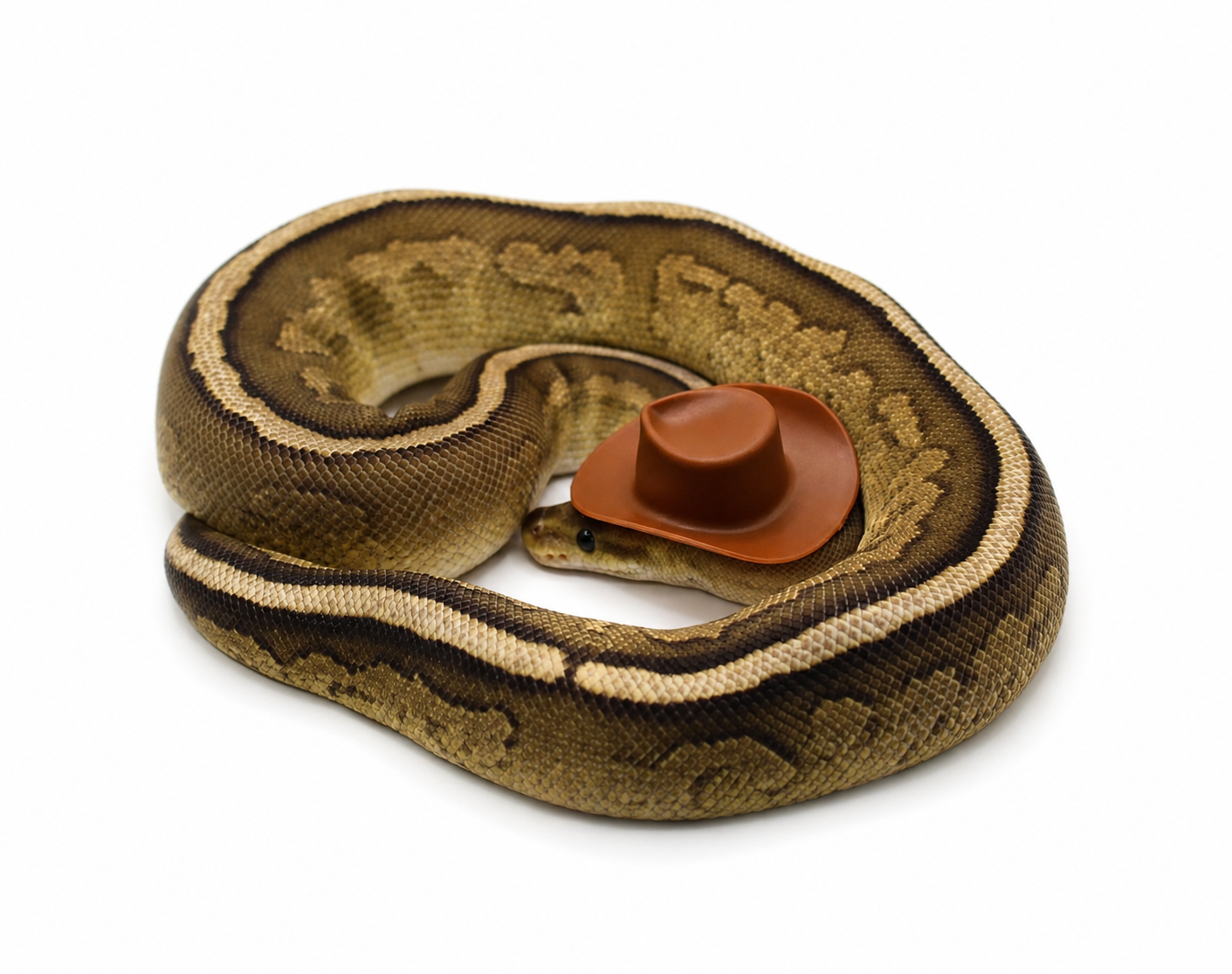 Red Stripe Fire Het Paint ball python for sale – Male