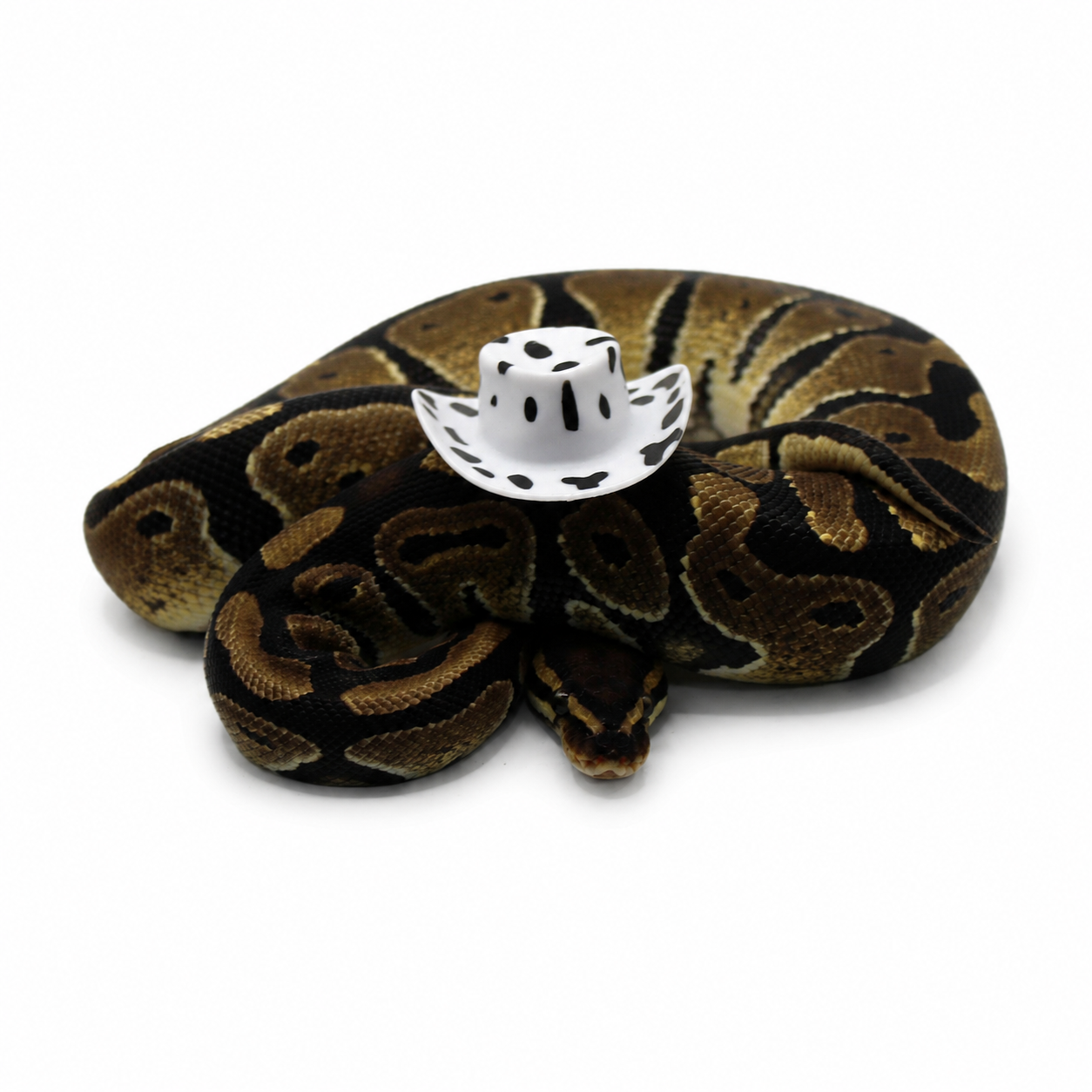 Het Clown ball python for sale – Male