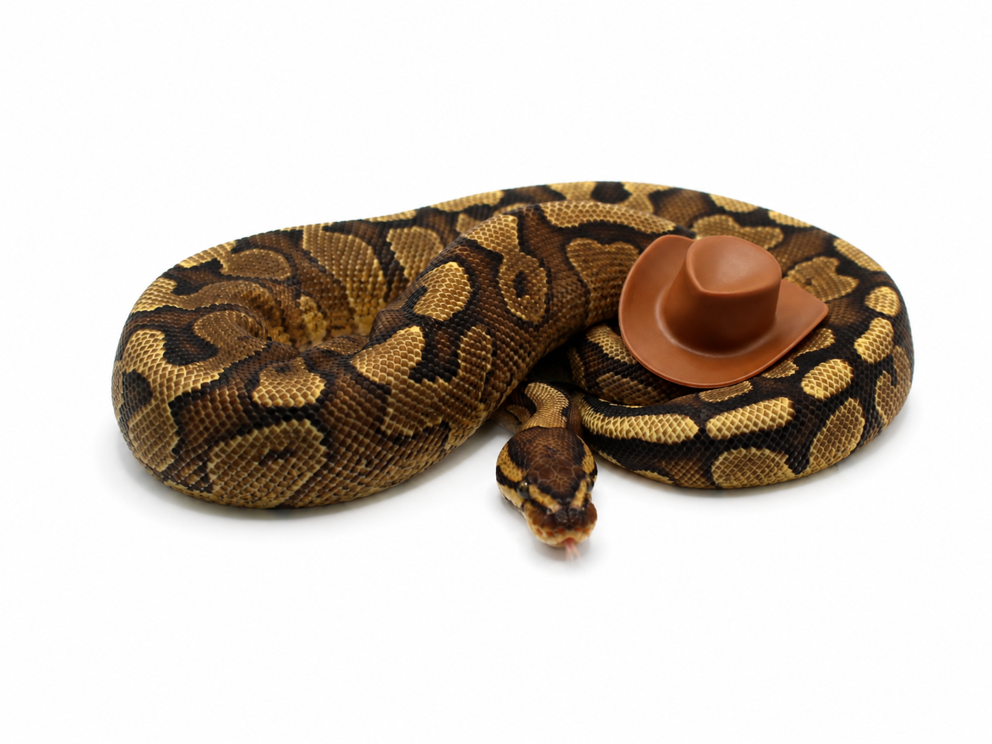 ODYB Red Stripe Het Clown ball python for sale – Male