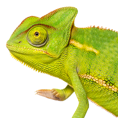 Chameleons