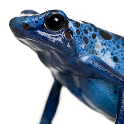 Dart Frogs