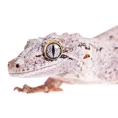 Gargoyle Geckos