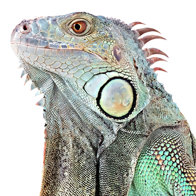 Iguanas