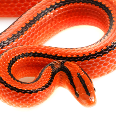 Rat Snakes