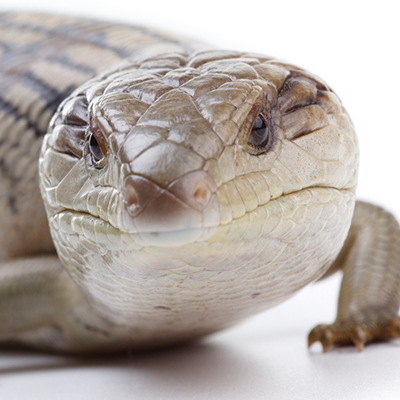 Skinks