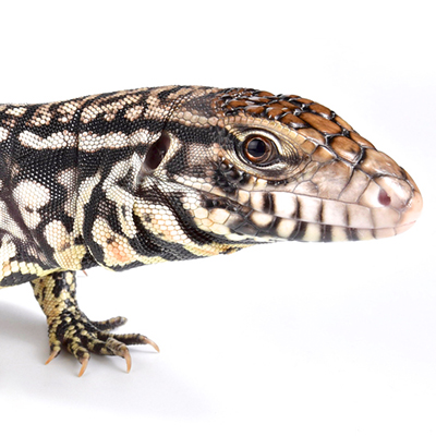 Tegus