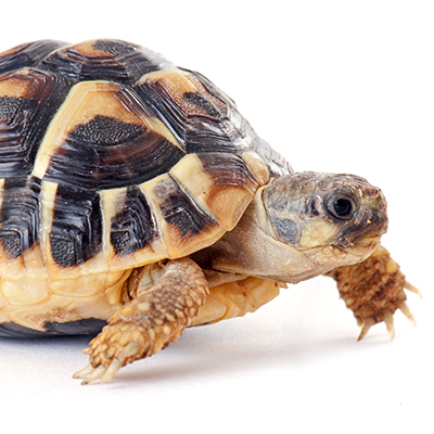 Tortoises
