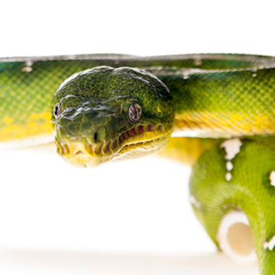 Tree Boas