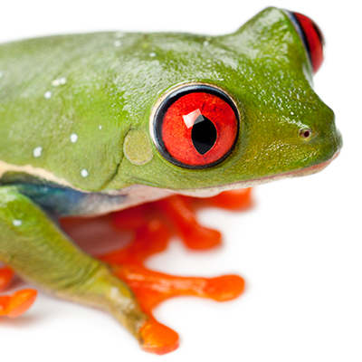 Tree Frogs